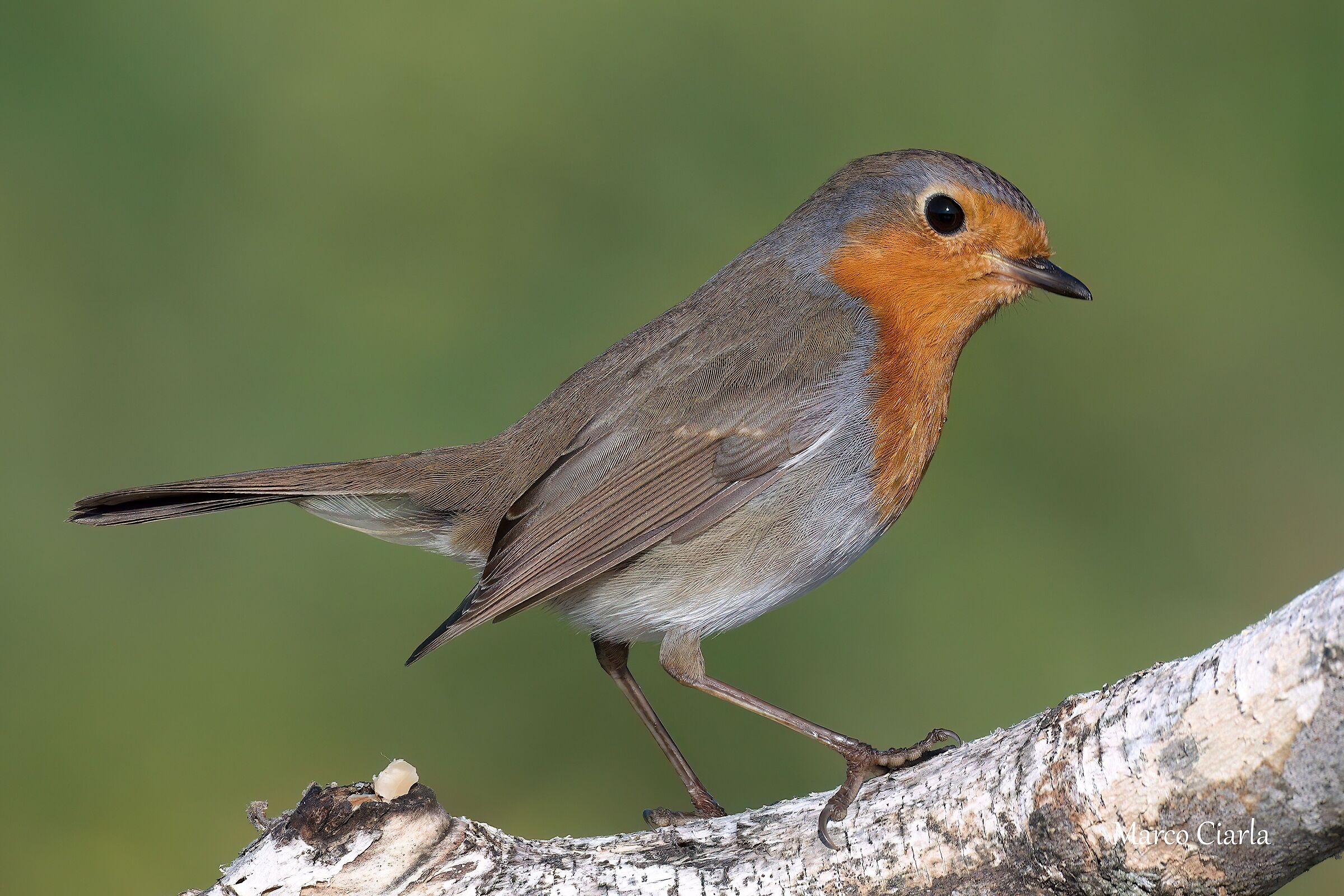 Robin (Erithacus rubecula)