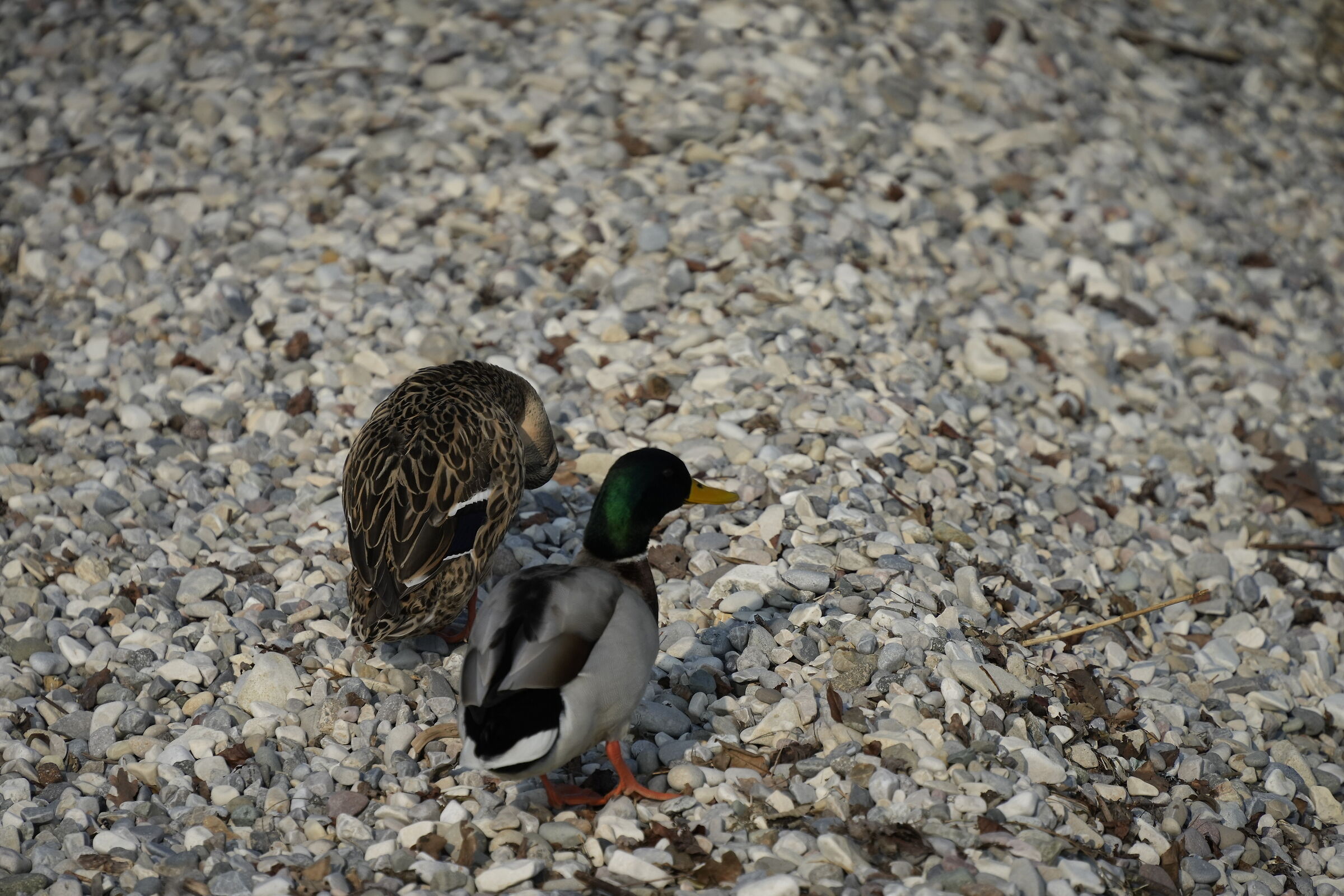 Animals walking on the beach of Moniga