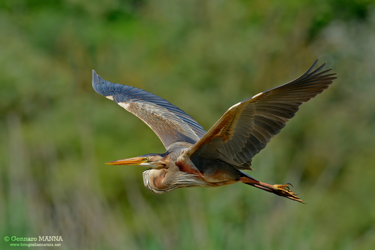 Airone rosso (Ardea purpurea)