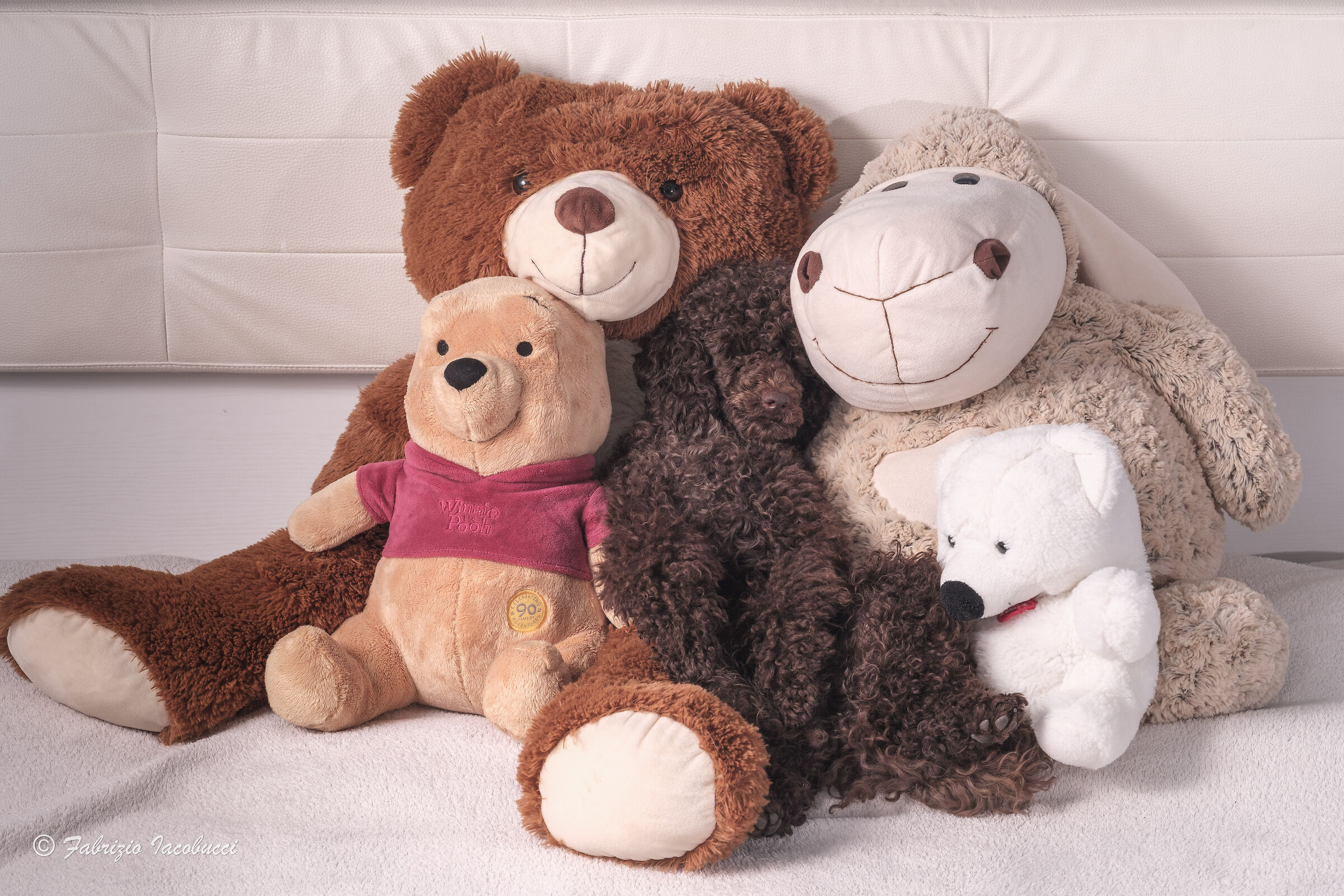 Noce tra i peluche