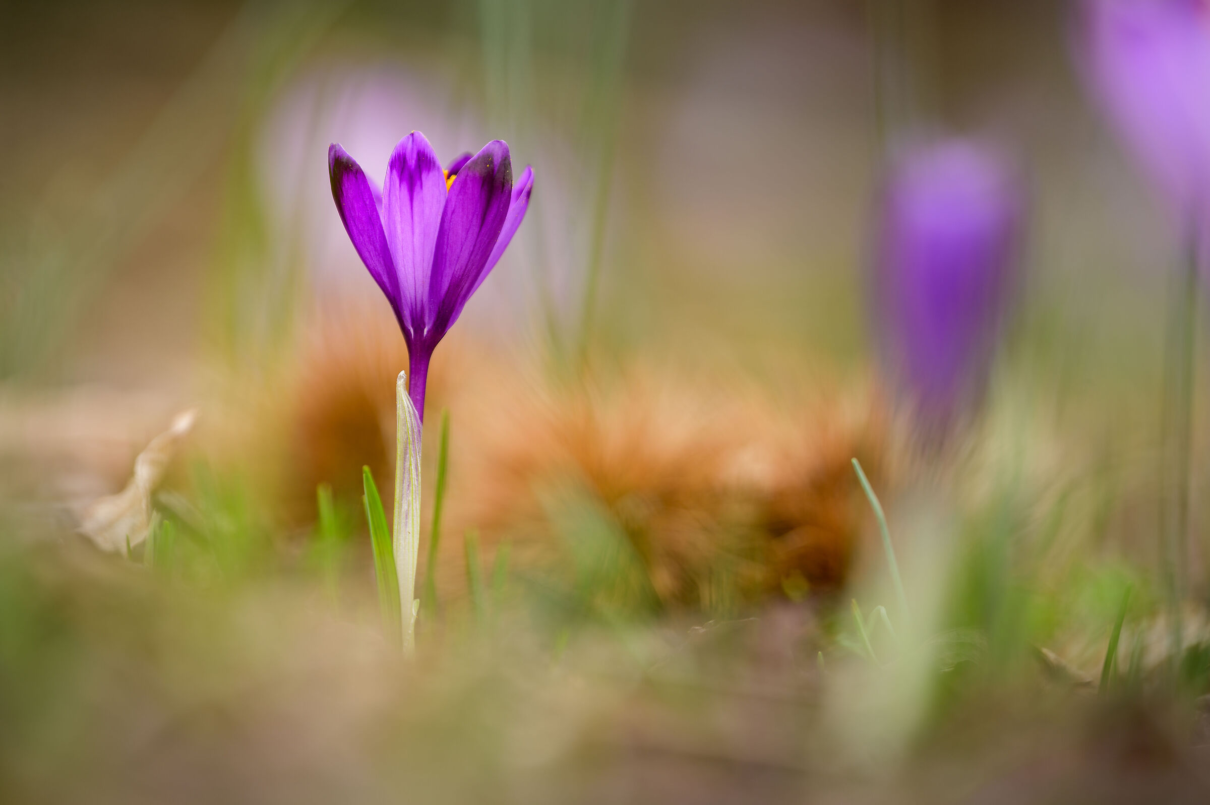 Crocuses and Chestnuts