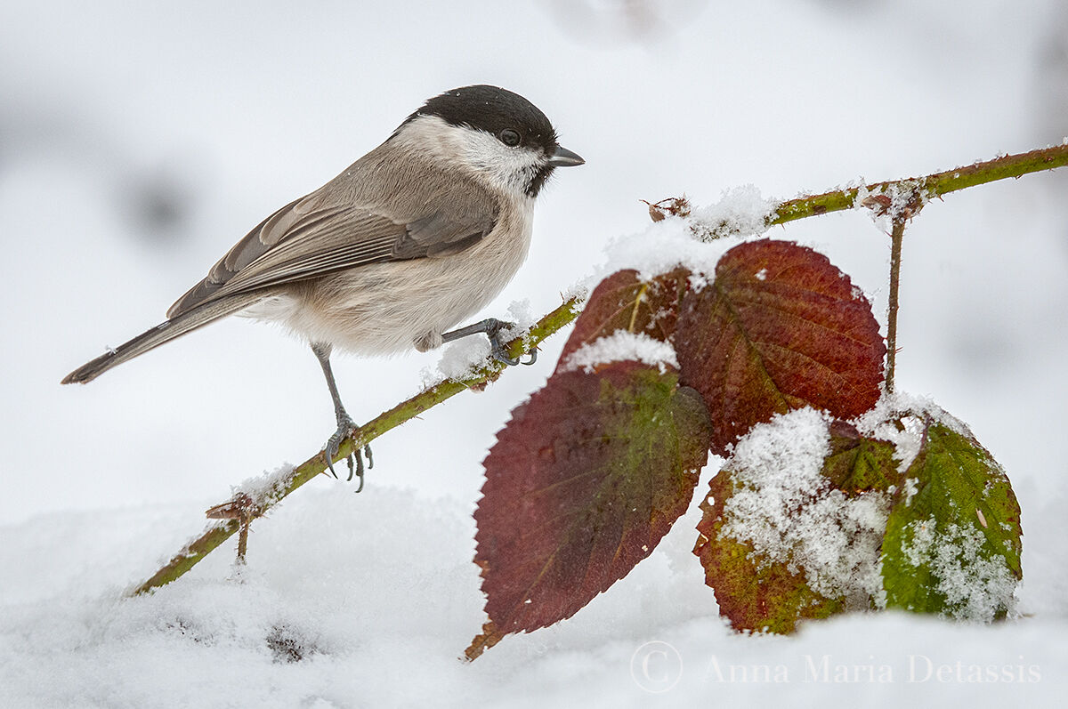 Grey Poecile palustris