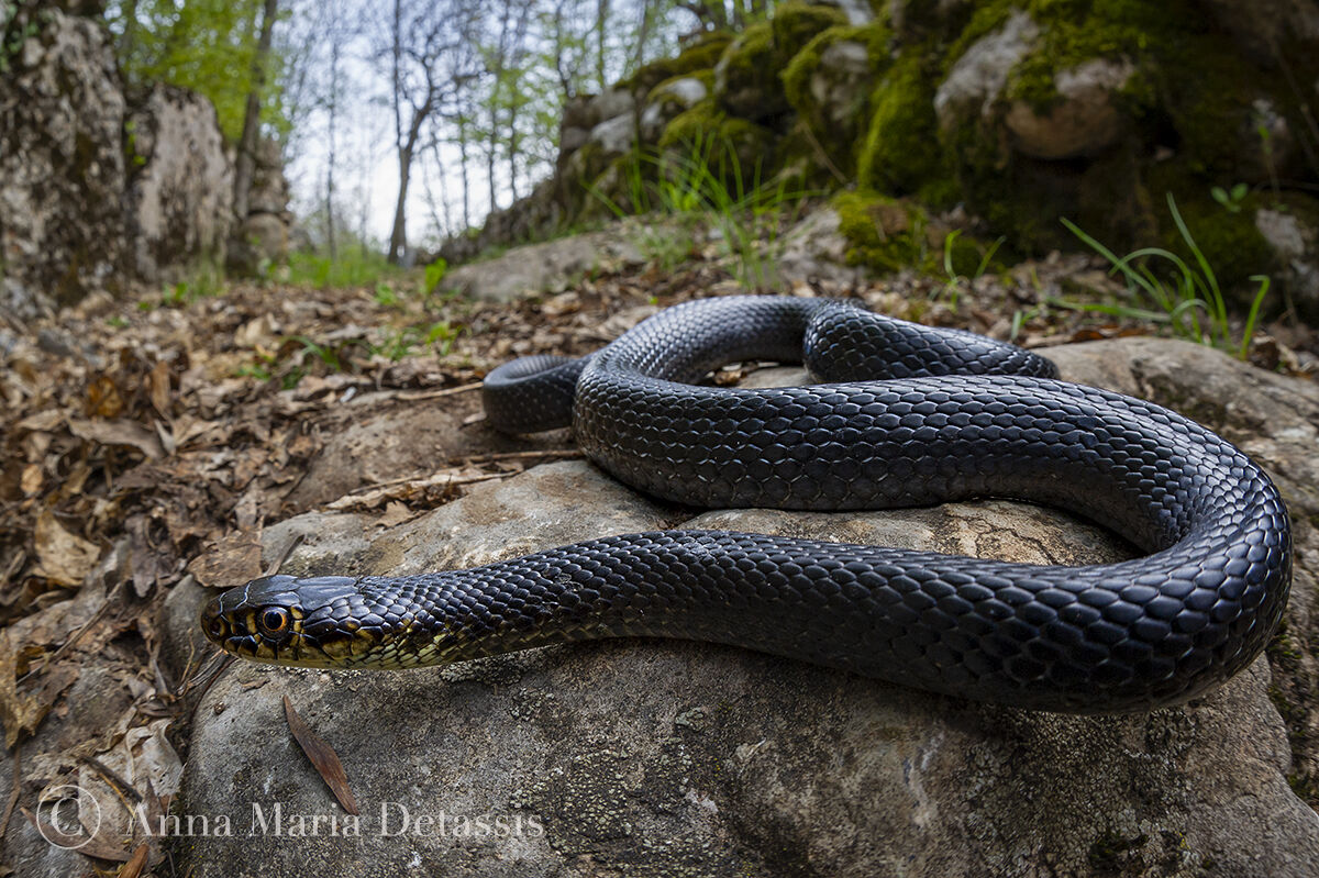 Whip snake Hierophys viridiflavus