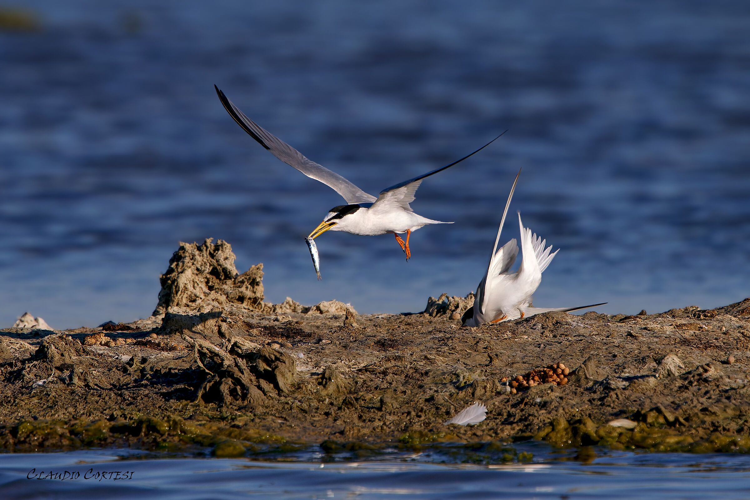 The courtship of the Little Brother