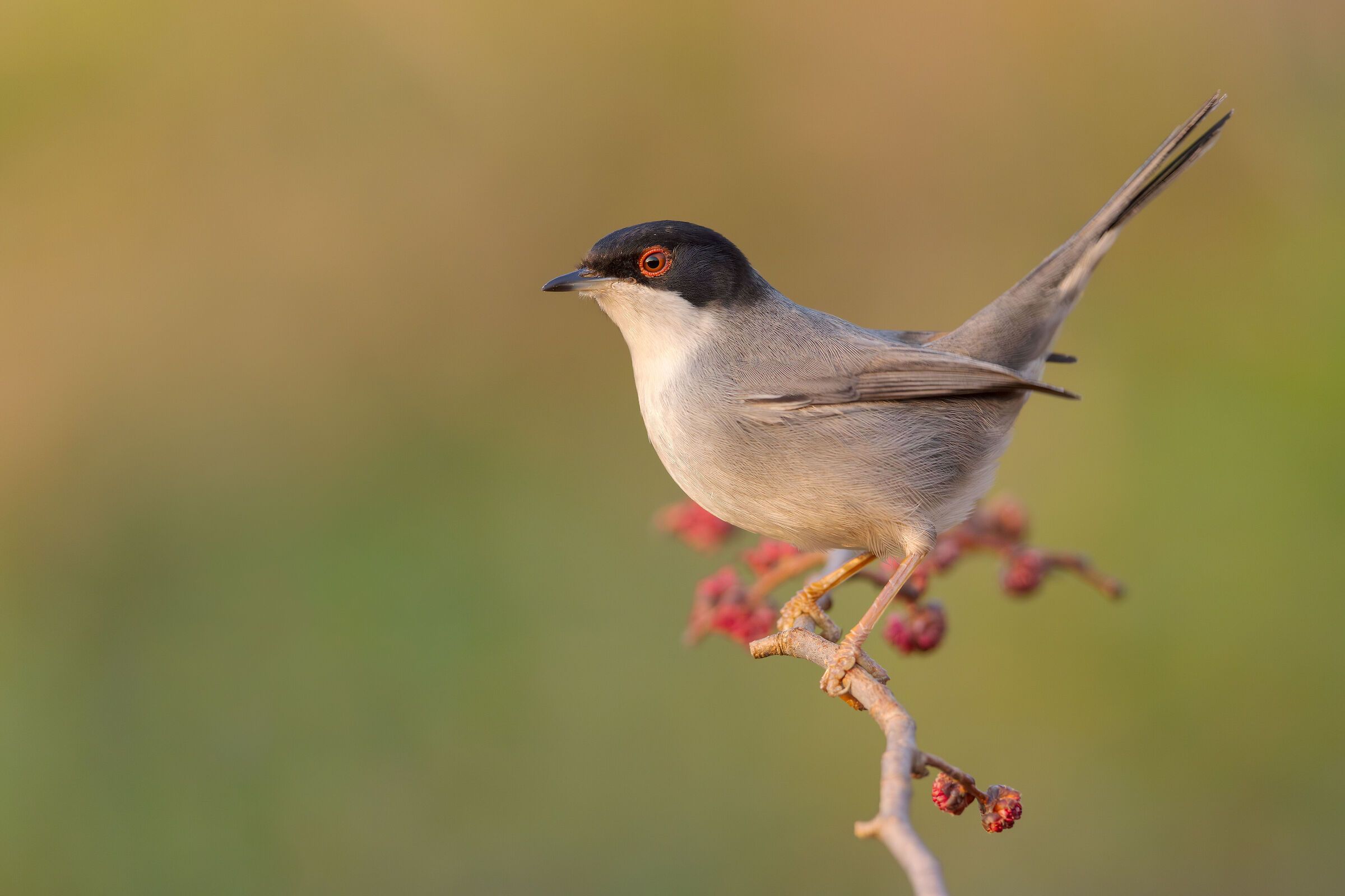 Sardinian warbler