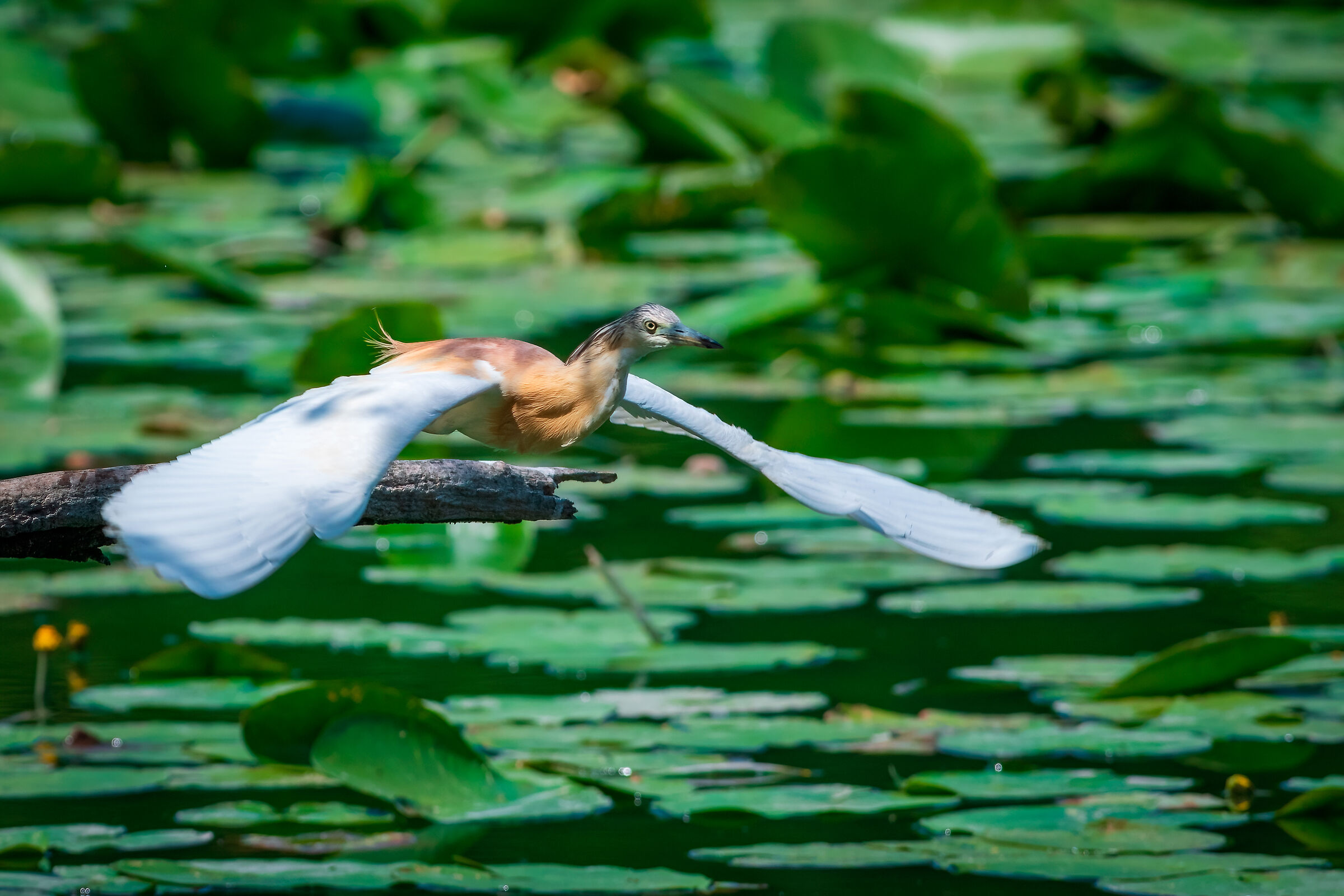 Squacco heron