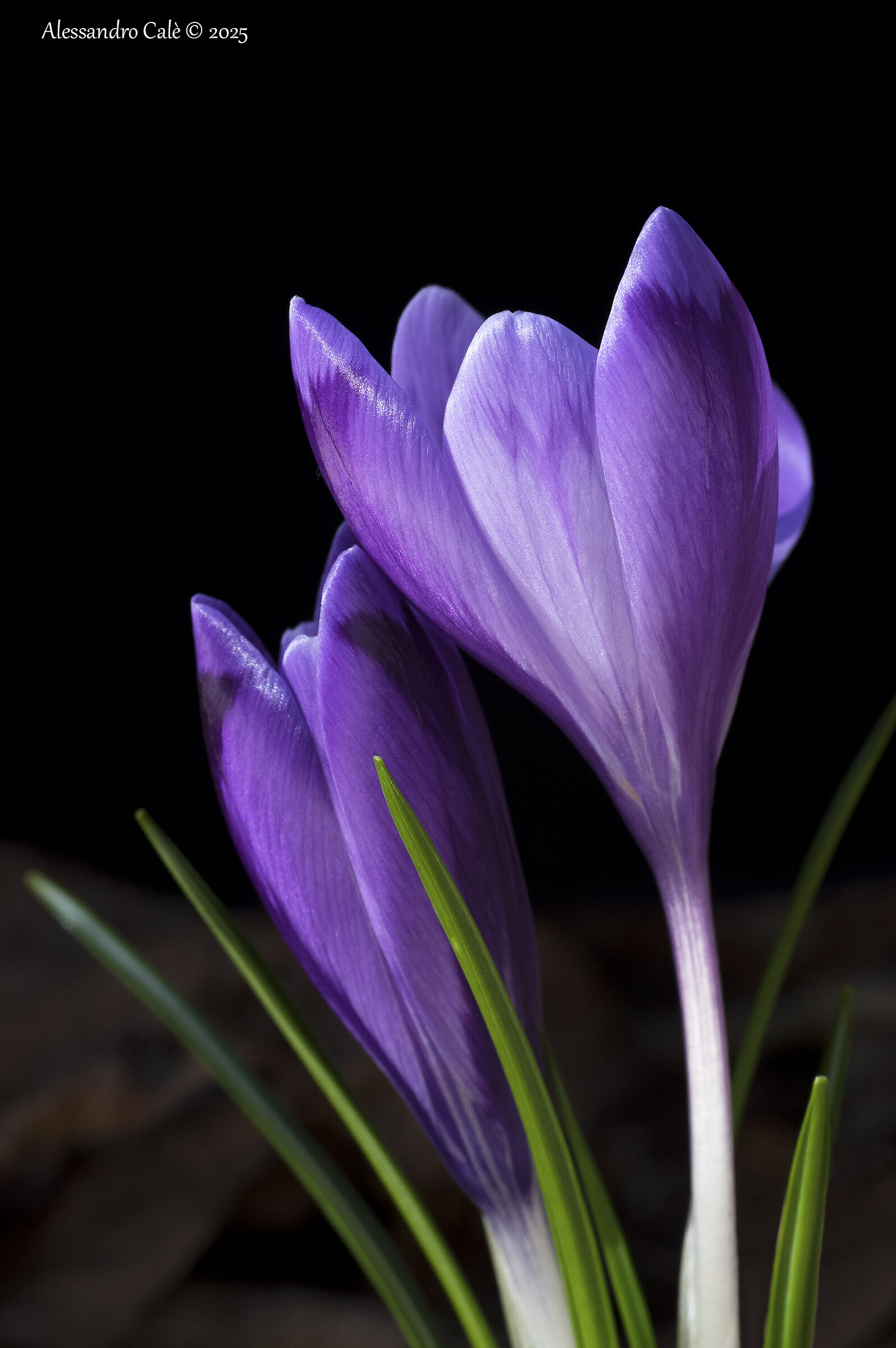 Crocus vernus (Zafferano Alpino) 8960