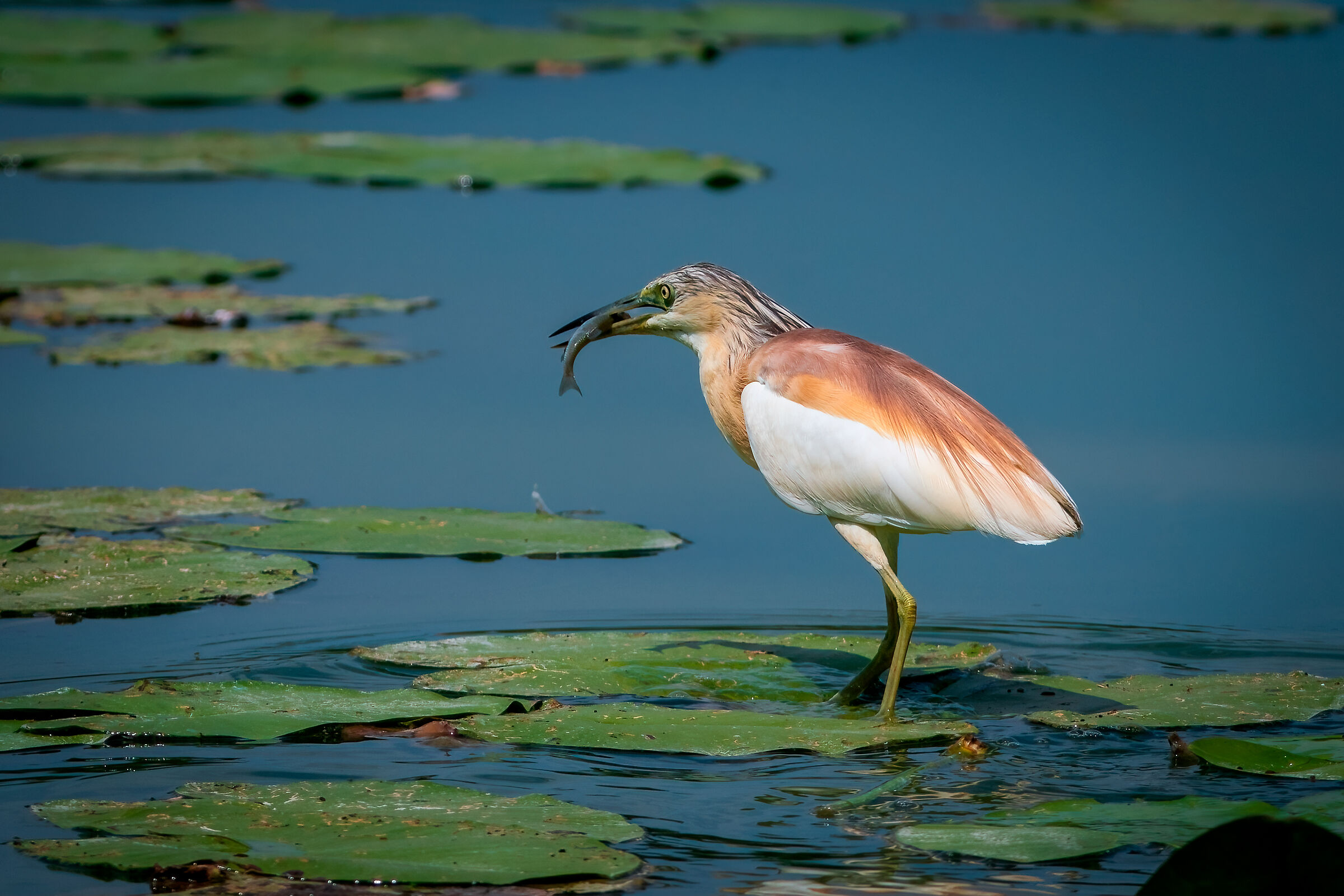 The squacco heron has struck