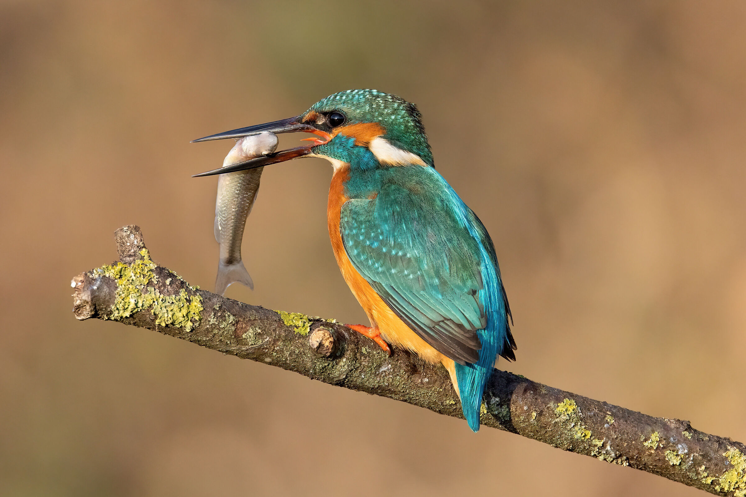 Martin pescatore con preda