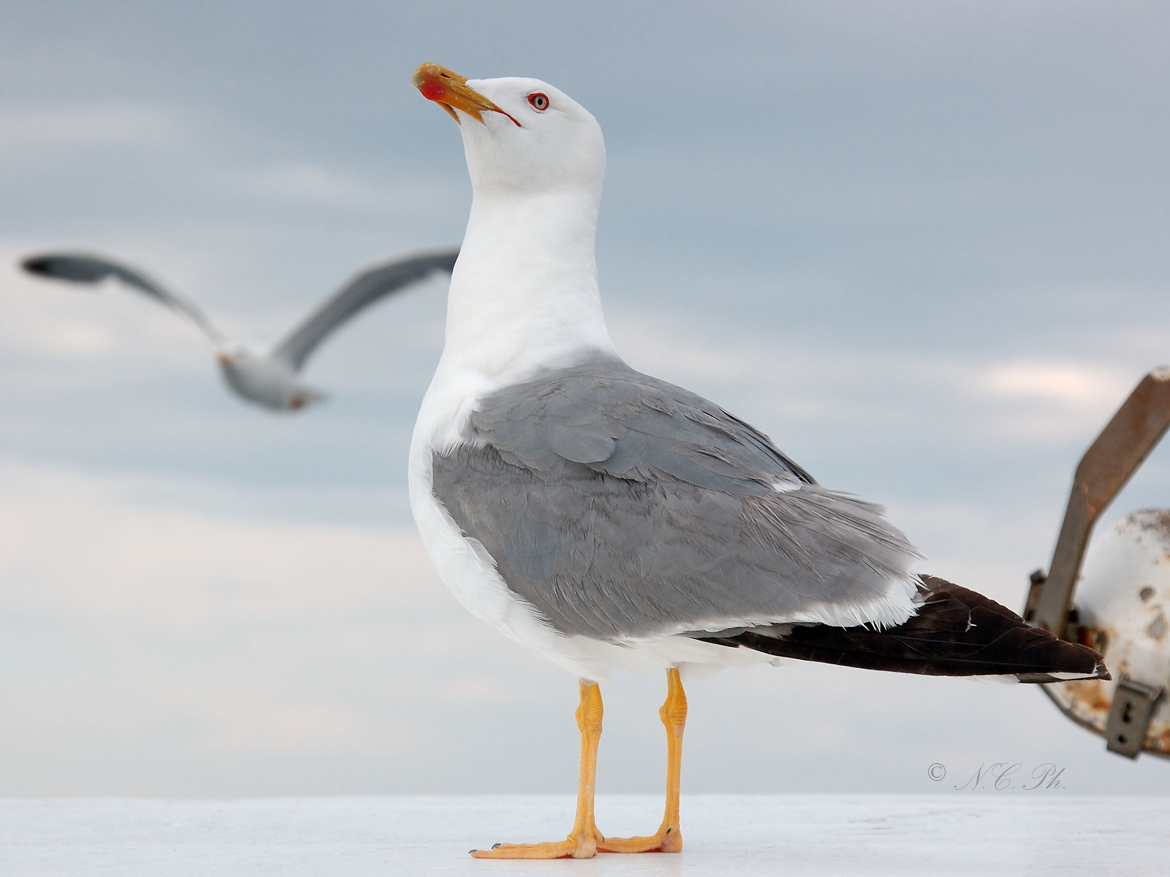 The pride of being a seagull