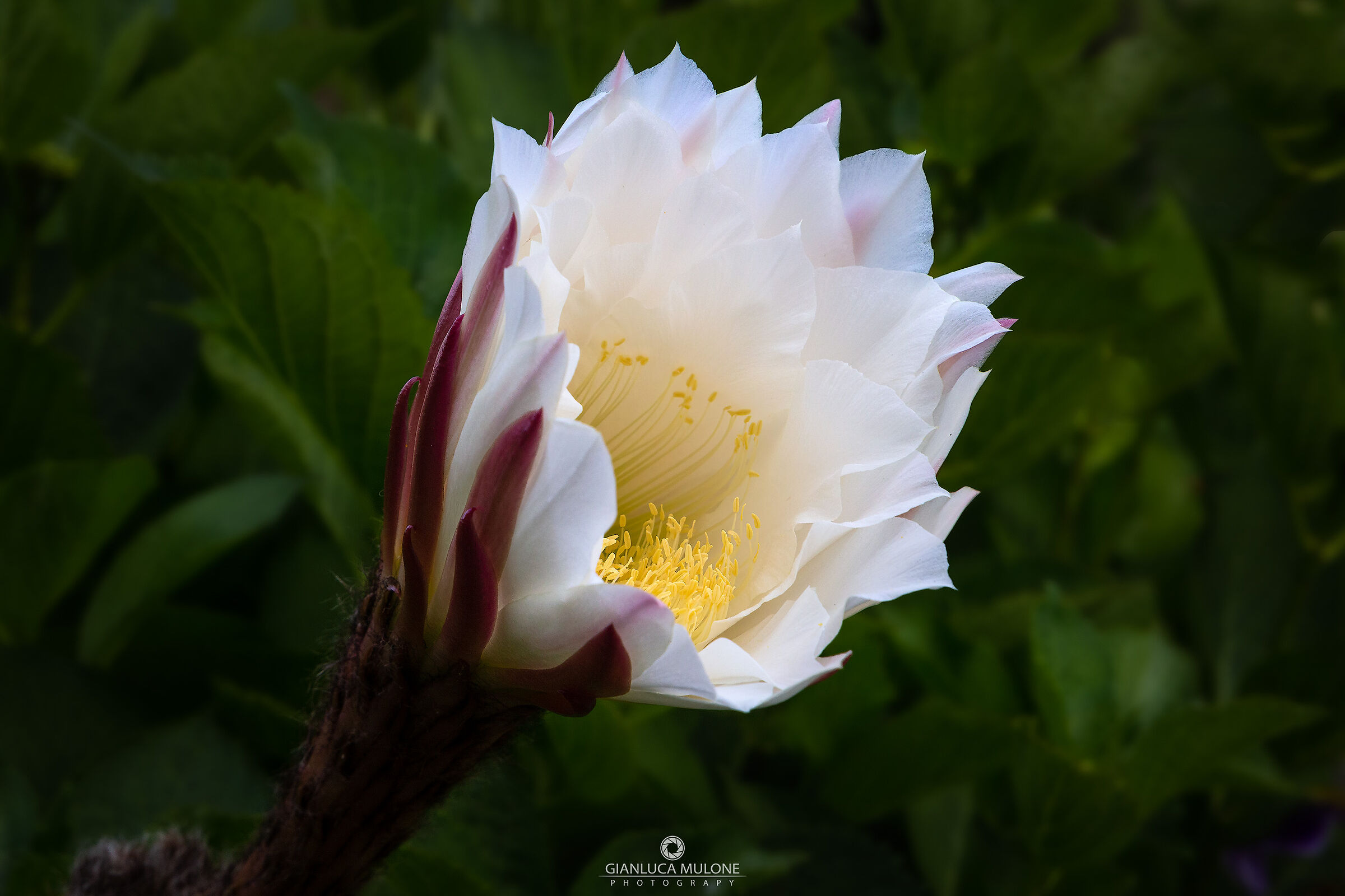 Trichocereus schickendantzii?
