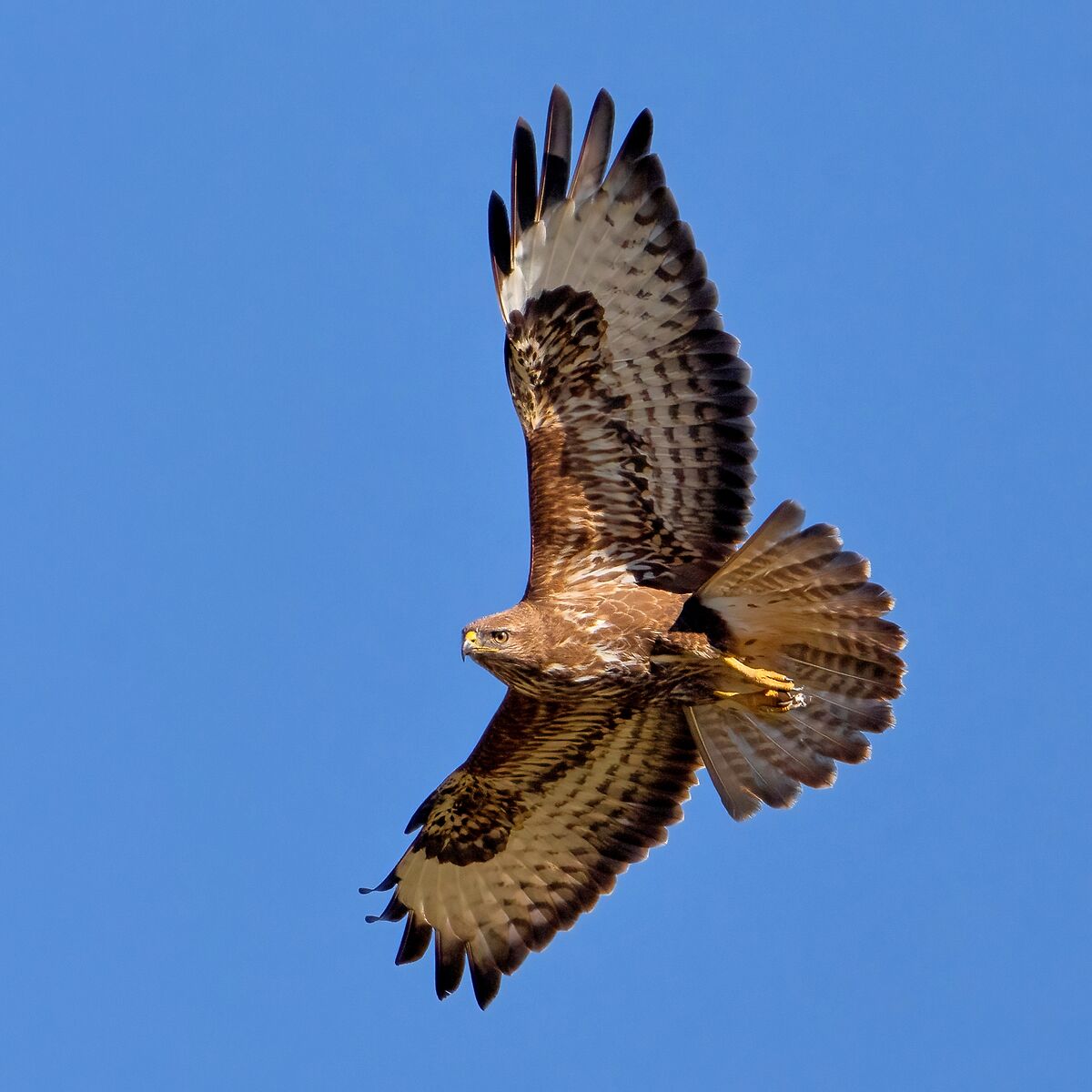 Buzzard (Buteo buteo)