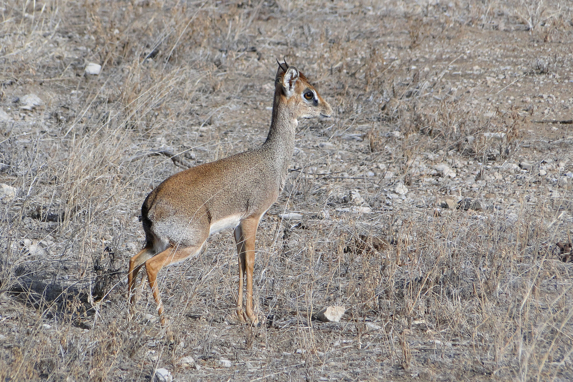 Dik  dik di Kirk