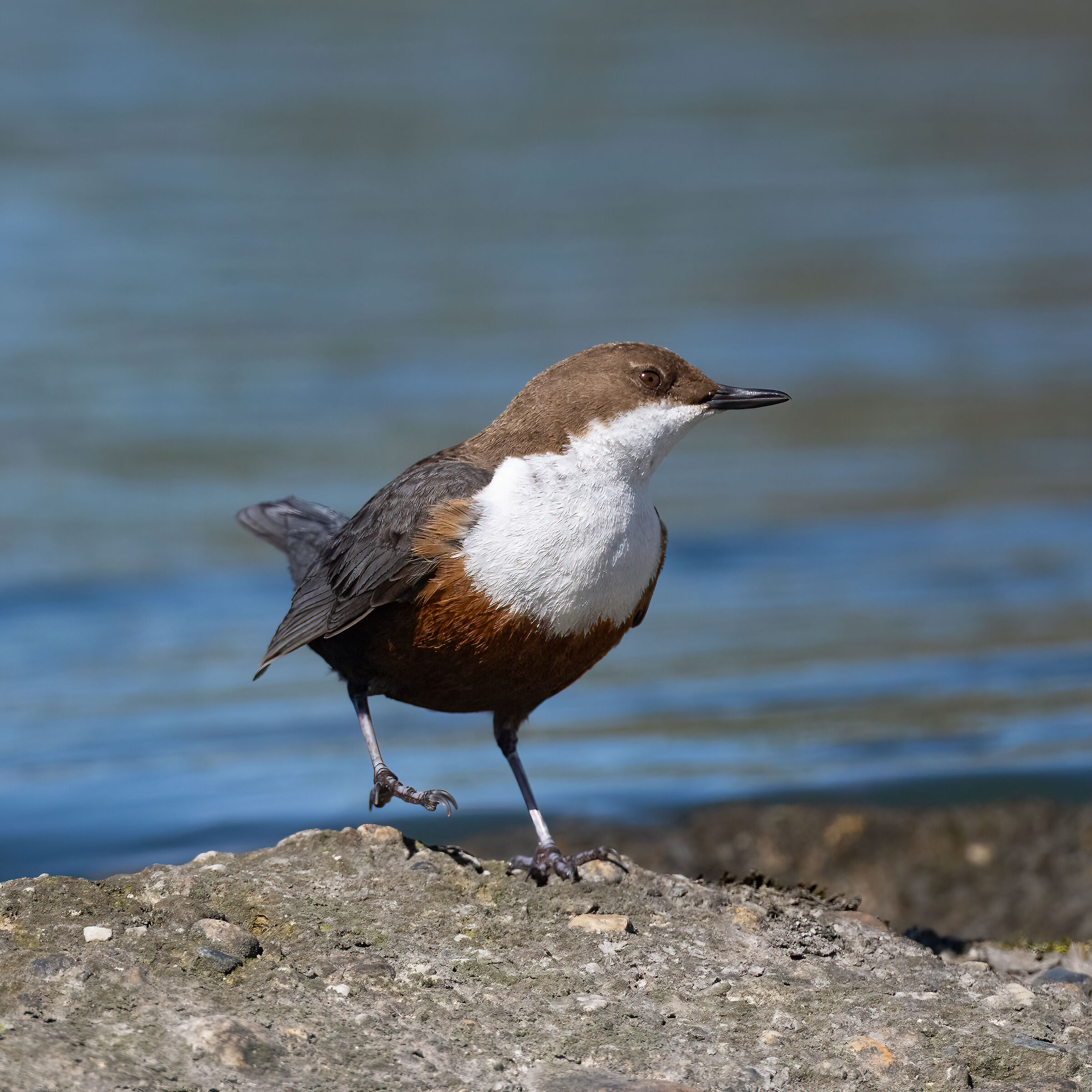 White-throated dipper