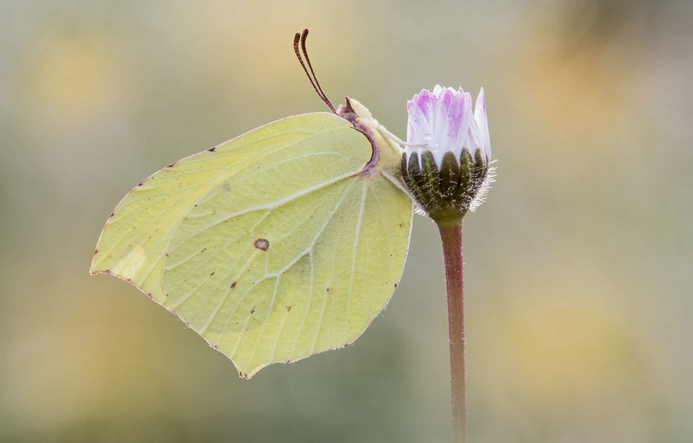 Gonepteryx rhamni, (Linnaeus, 1758)
