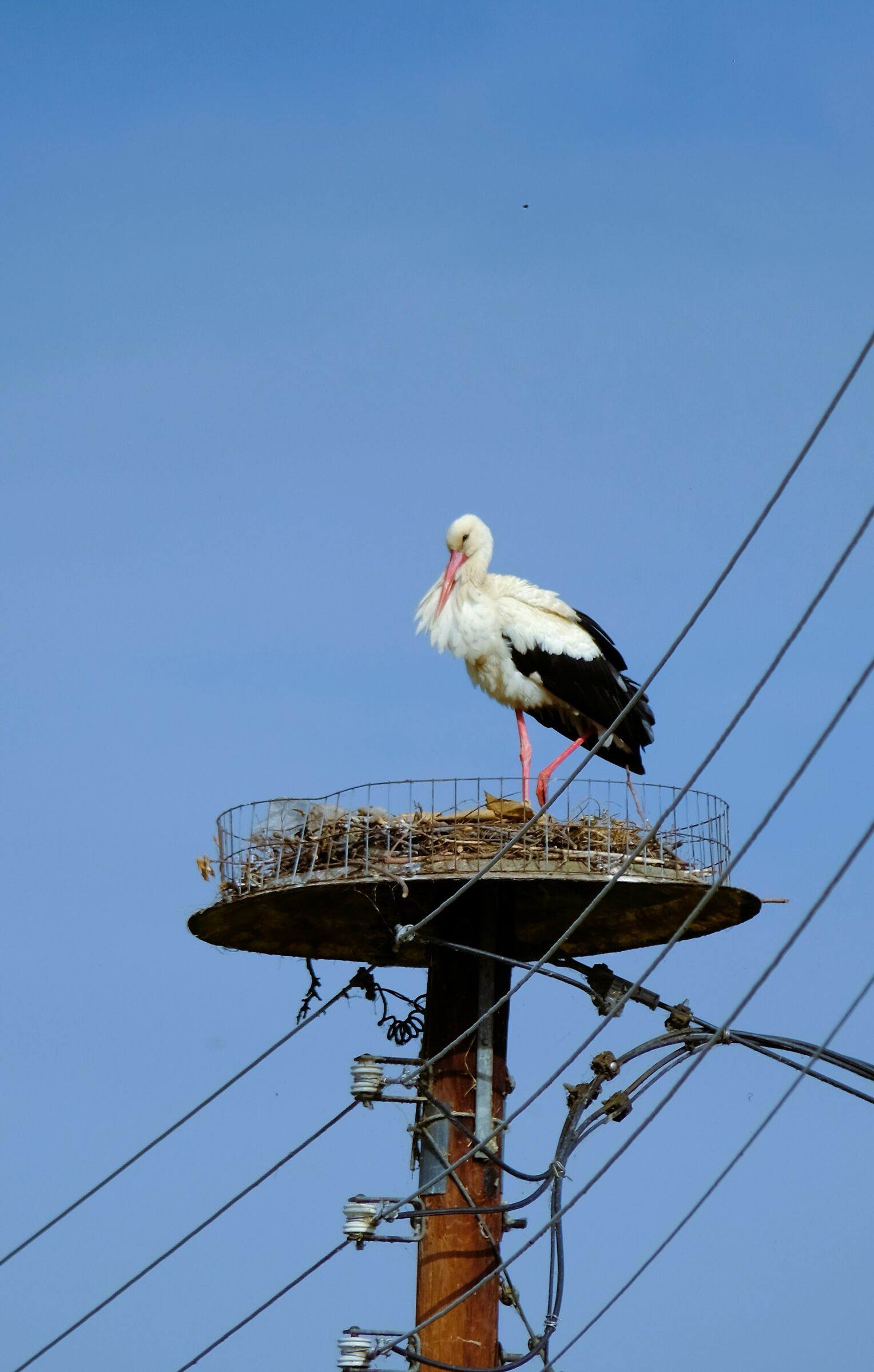 Nest between the cables