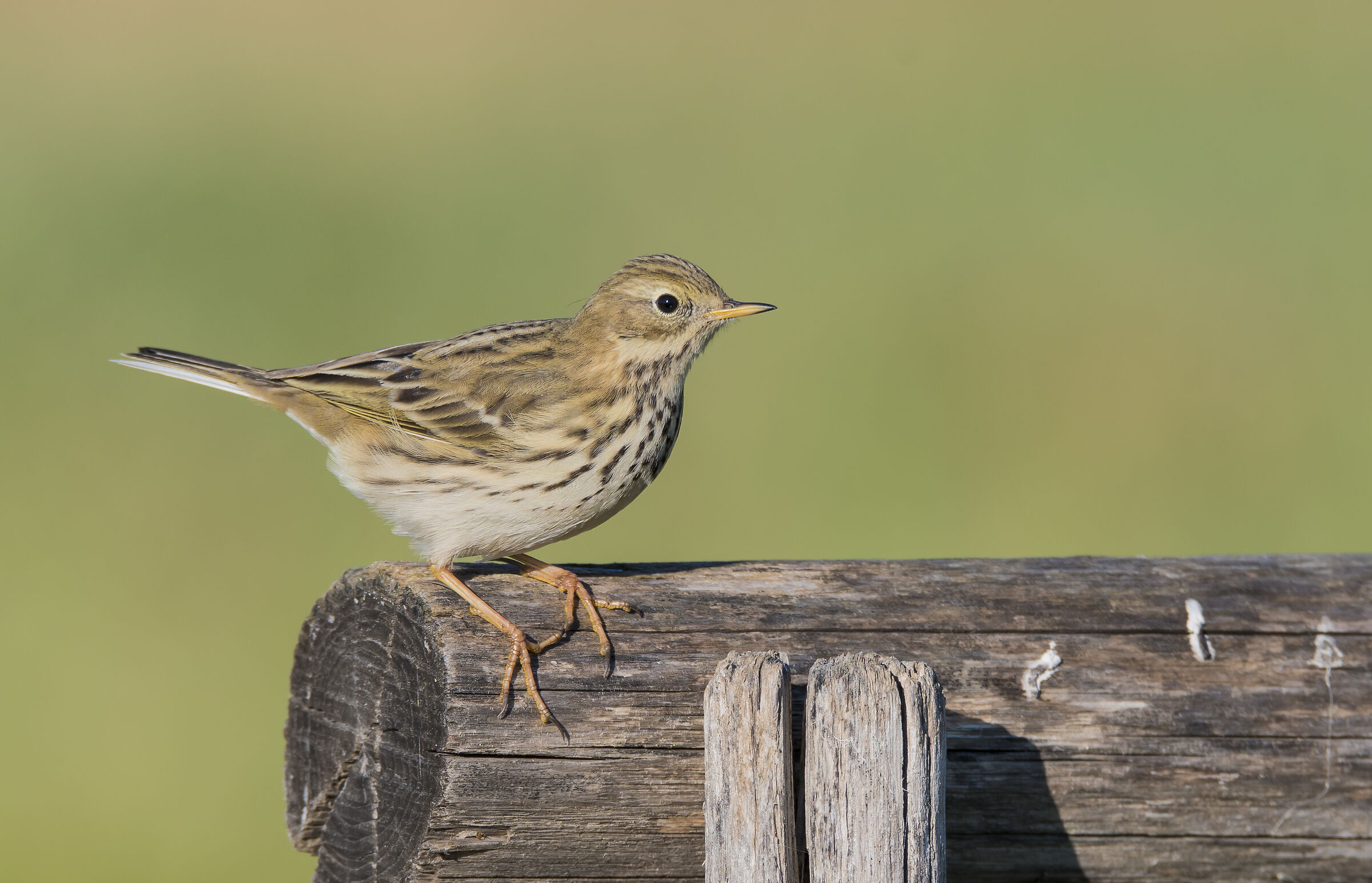 Meadow pipit