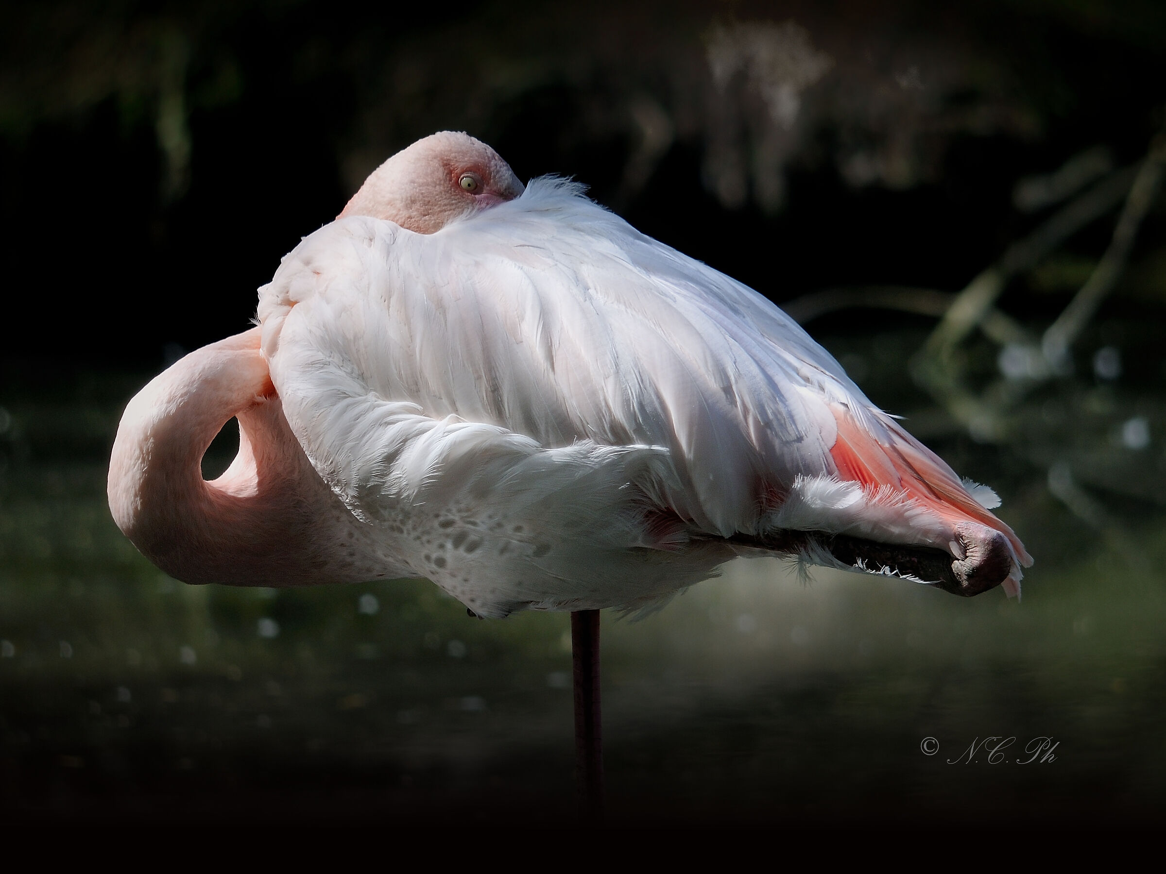 Flamingo... shy