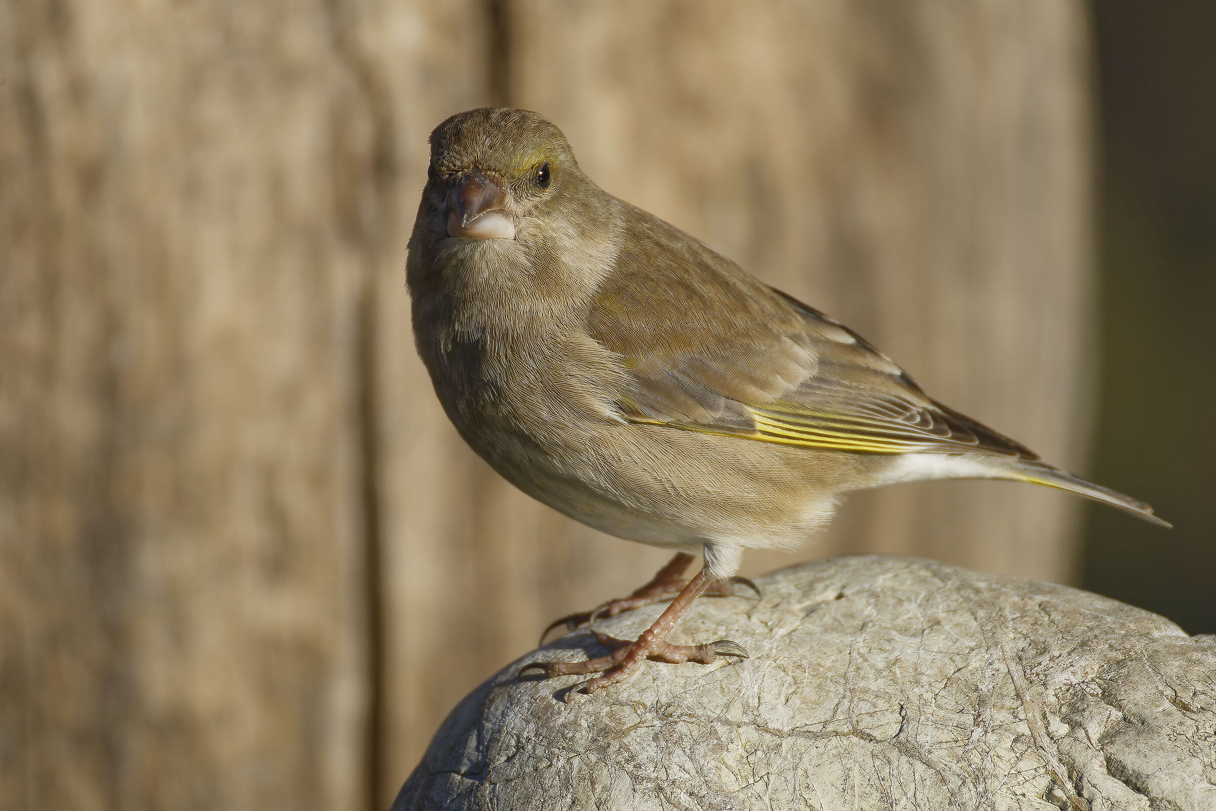 Greenfinch