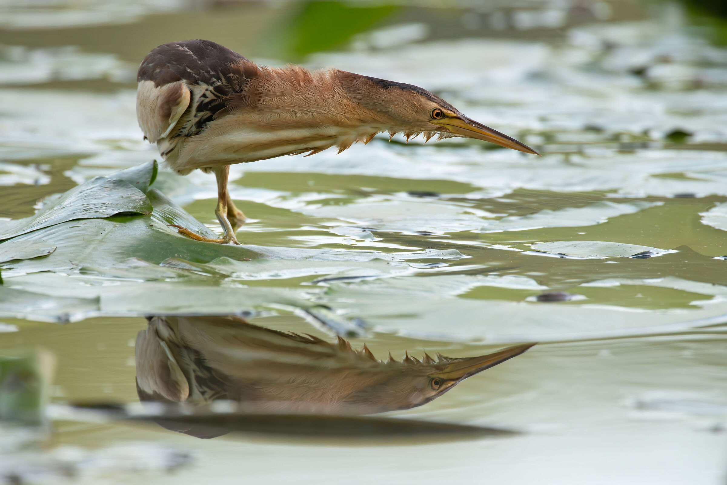 Reflected bittern