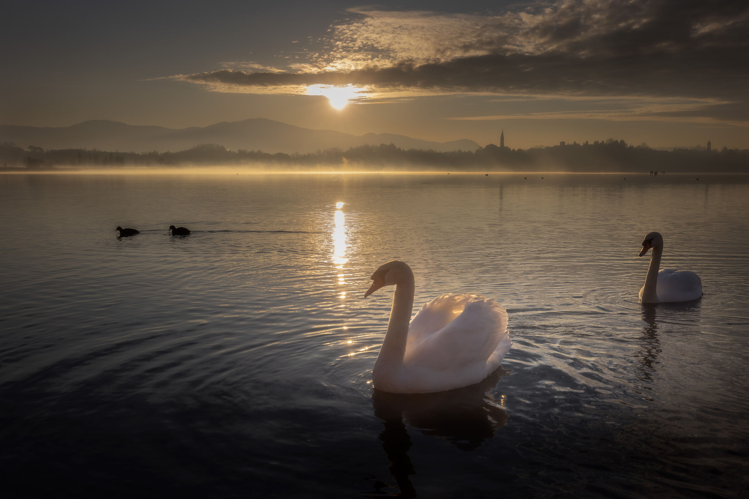 Swans on Lake Pusiano at sunrise