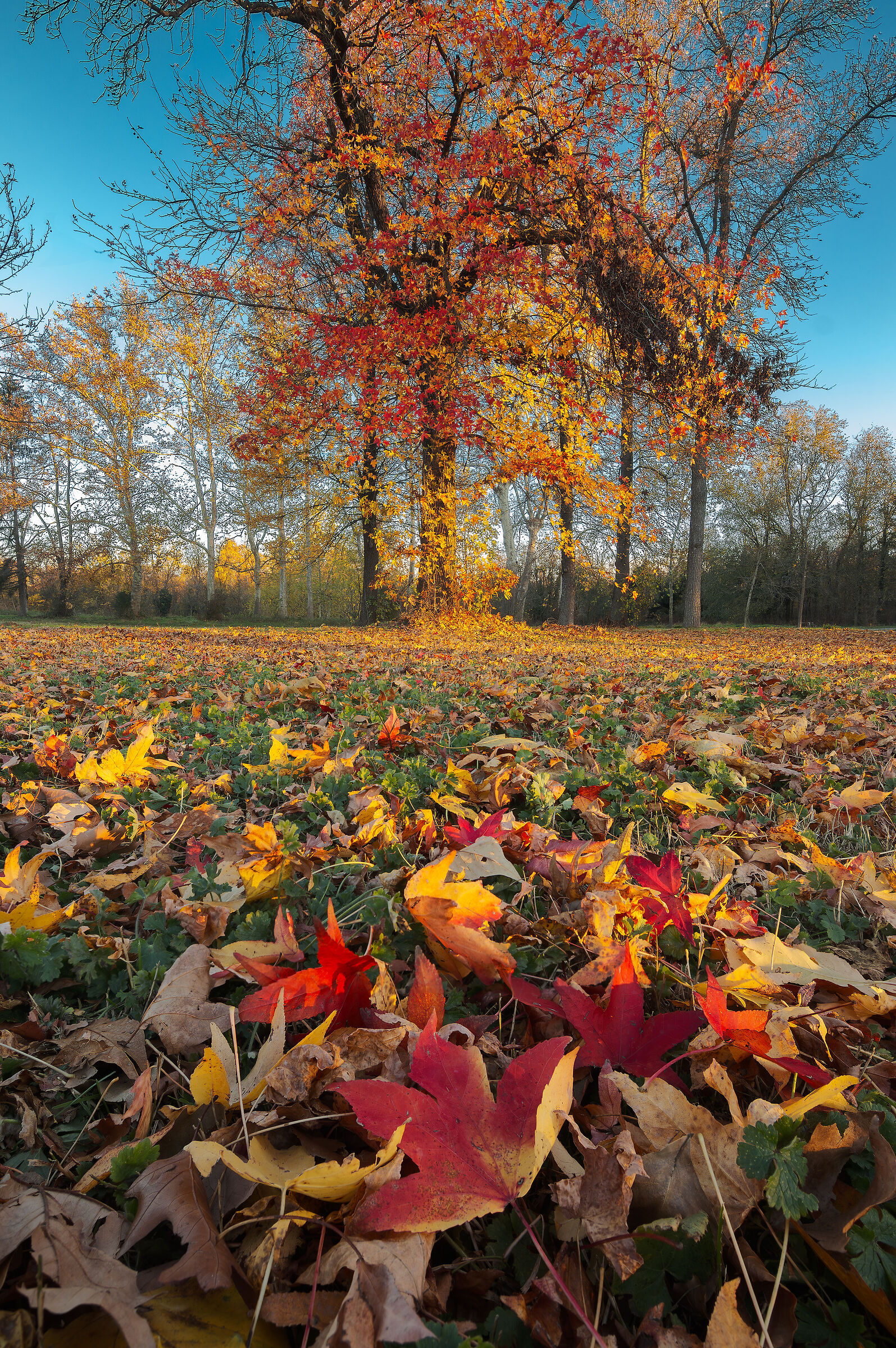 Foliage at Monza Park