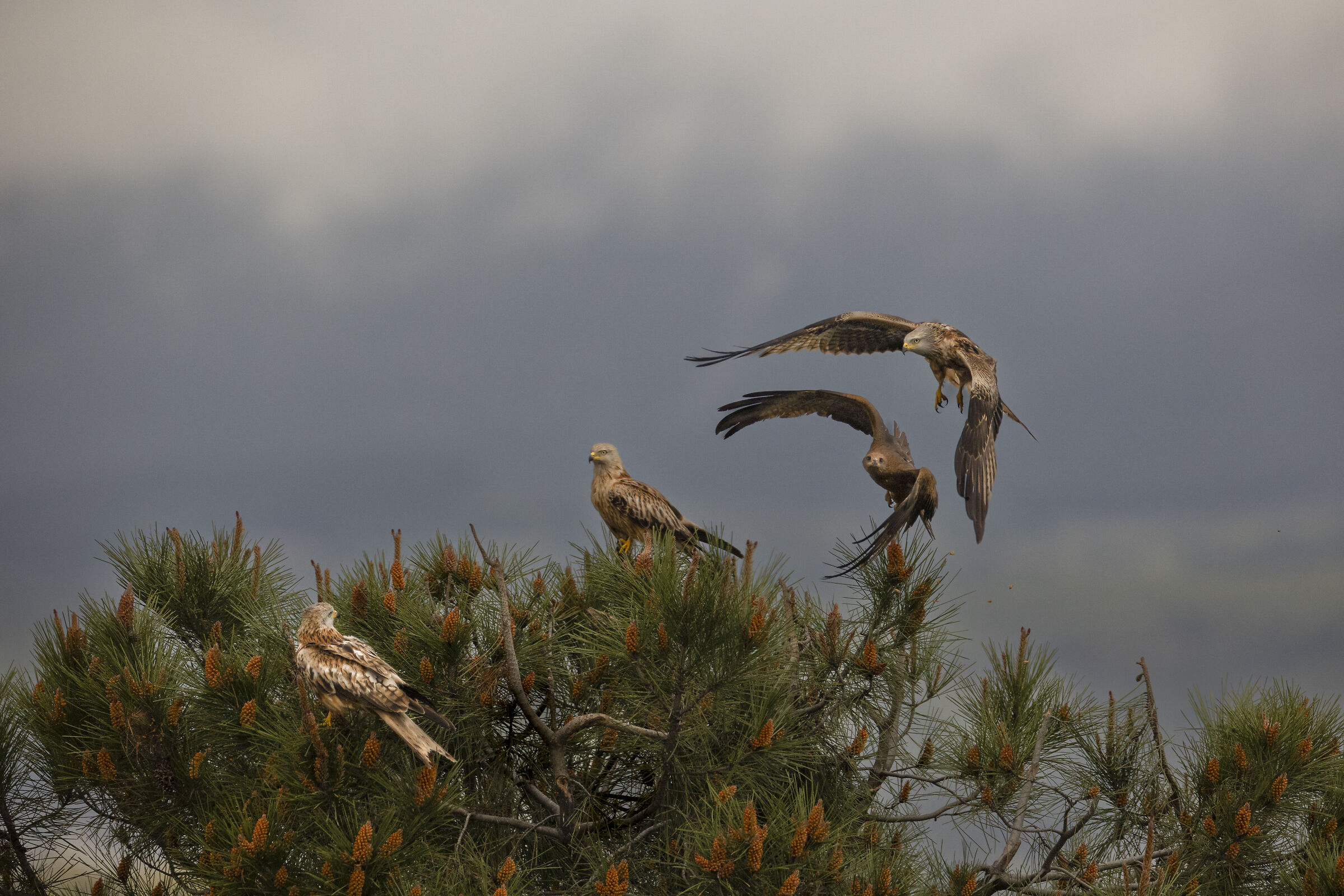 Red Kites and Brown