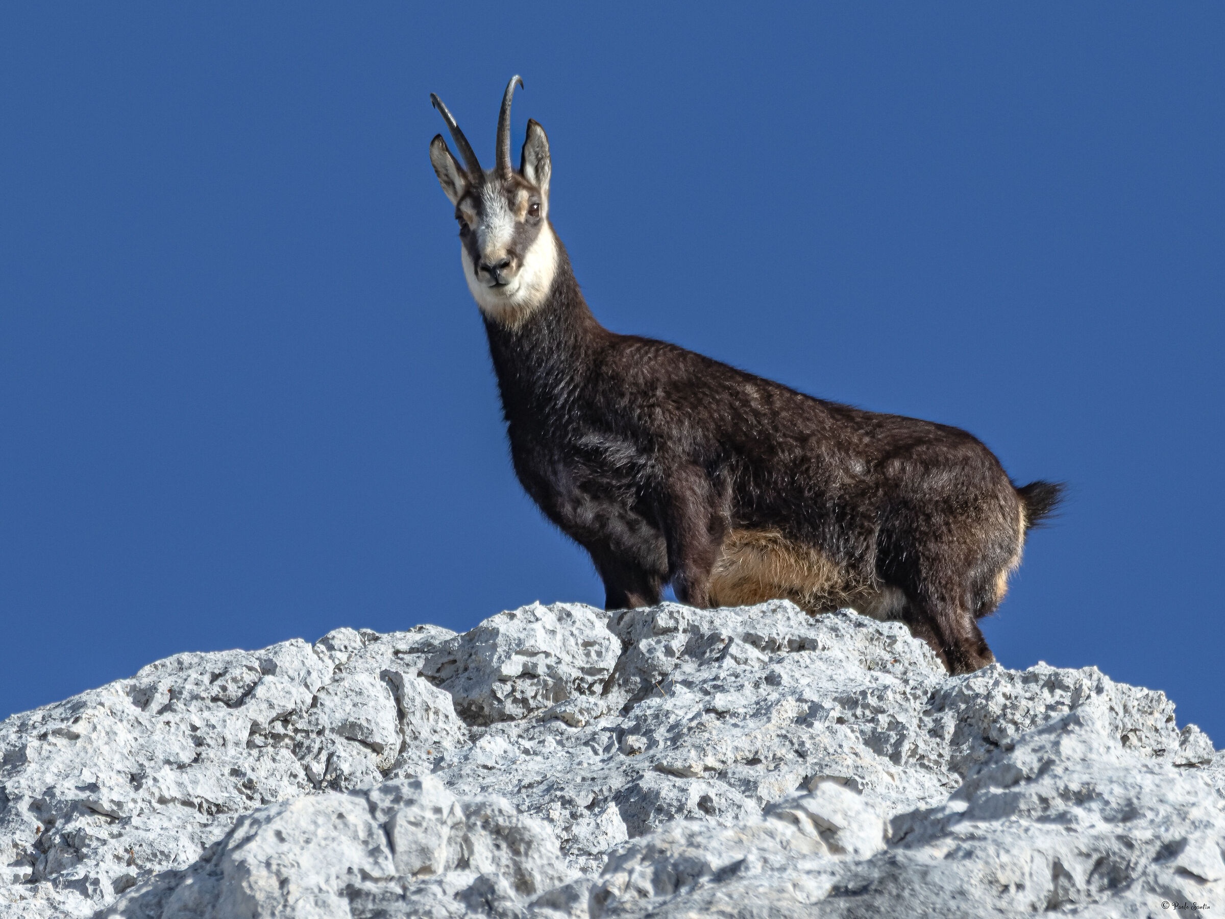 Alpine chamois on top of the summit
