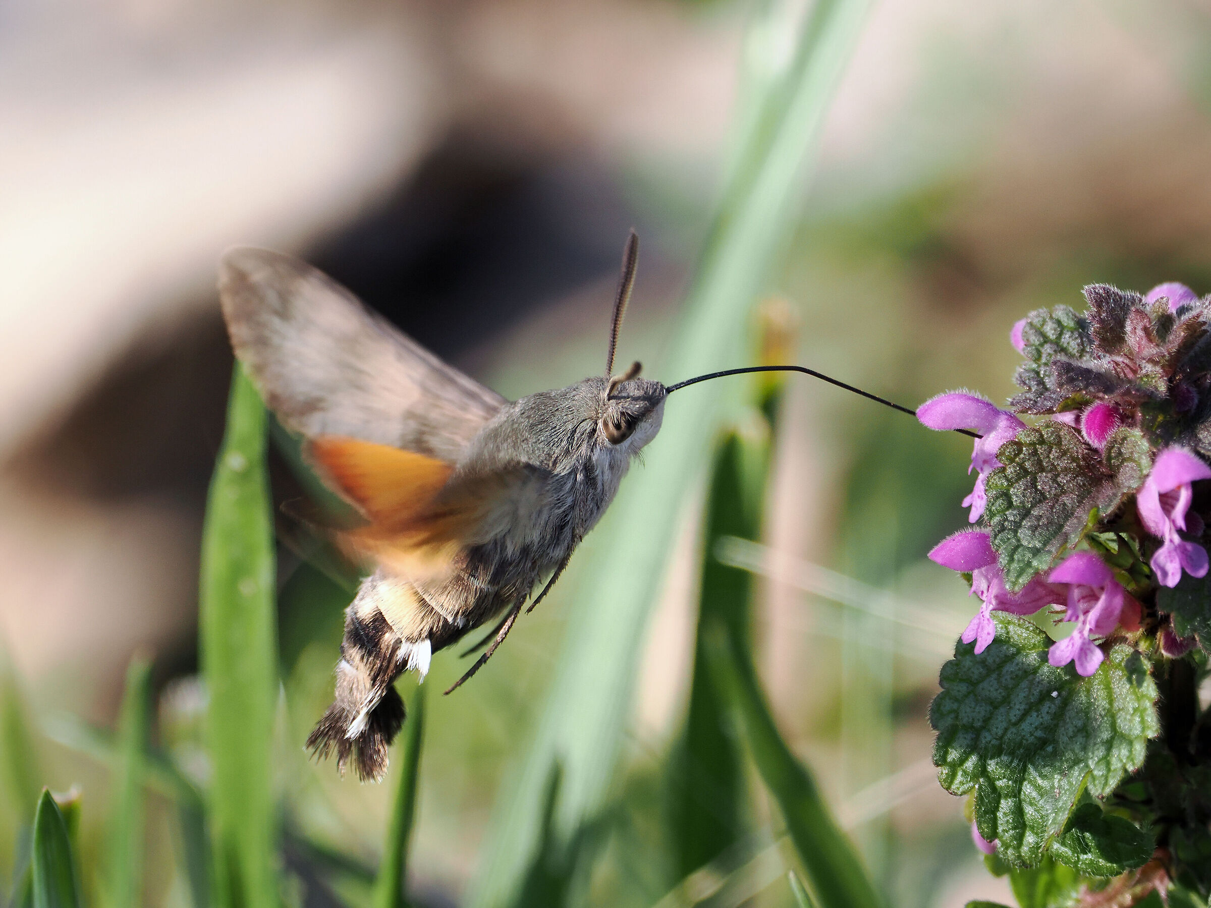 Spirotromba in azione