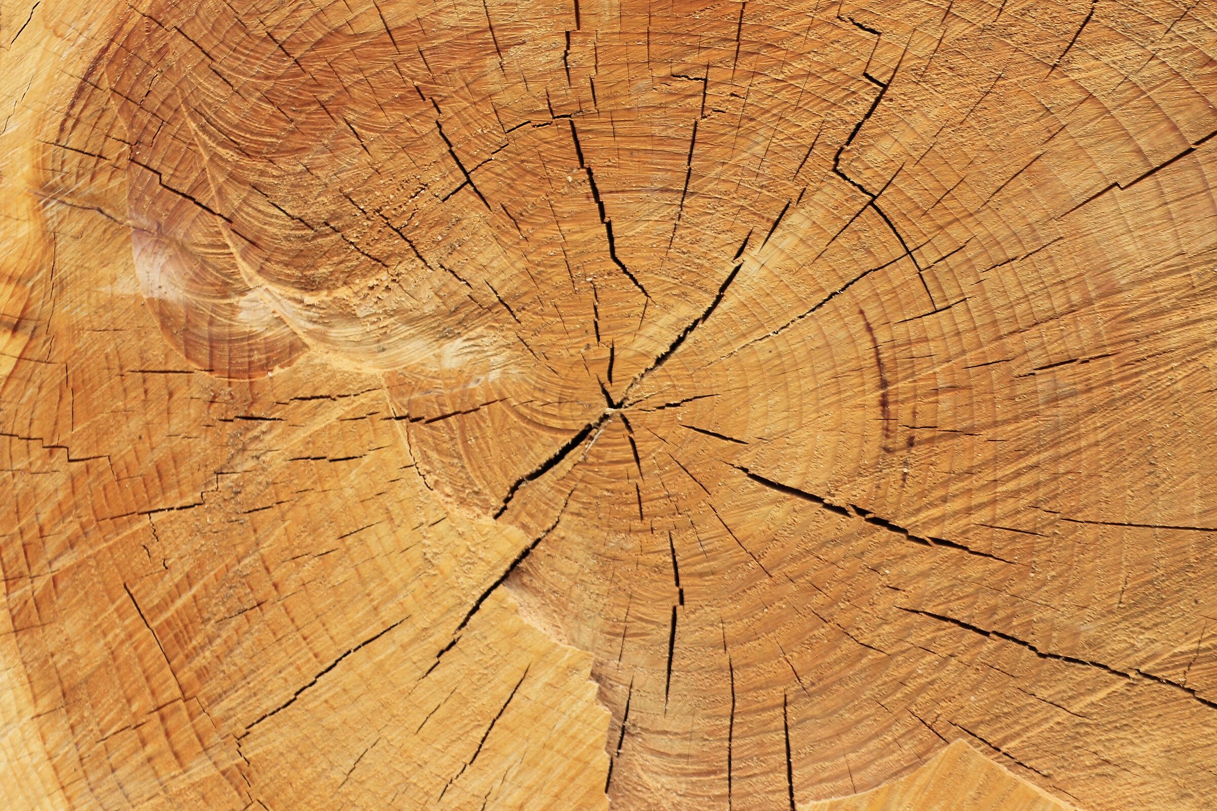 Gli anni dell'albero