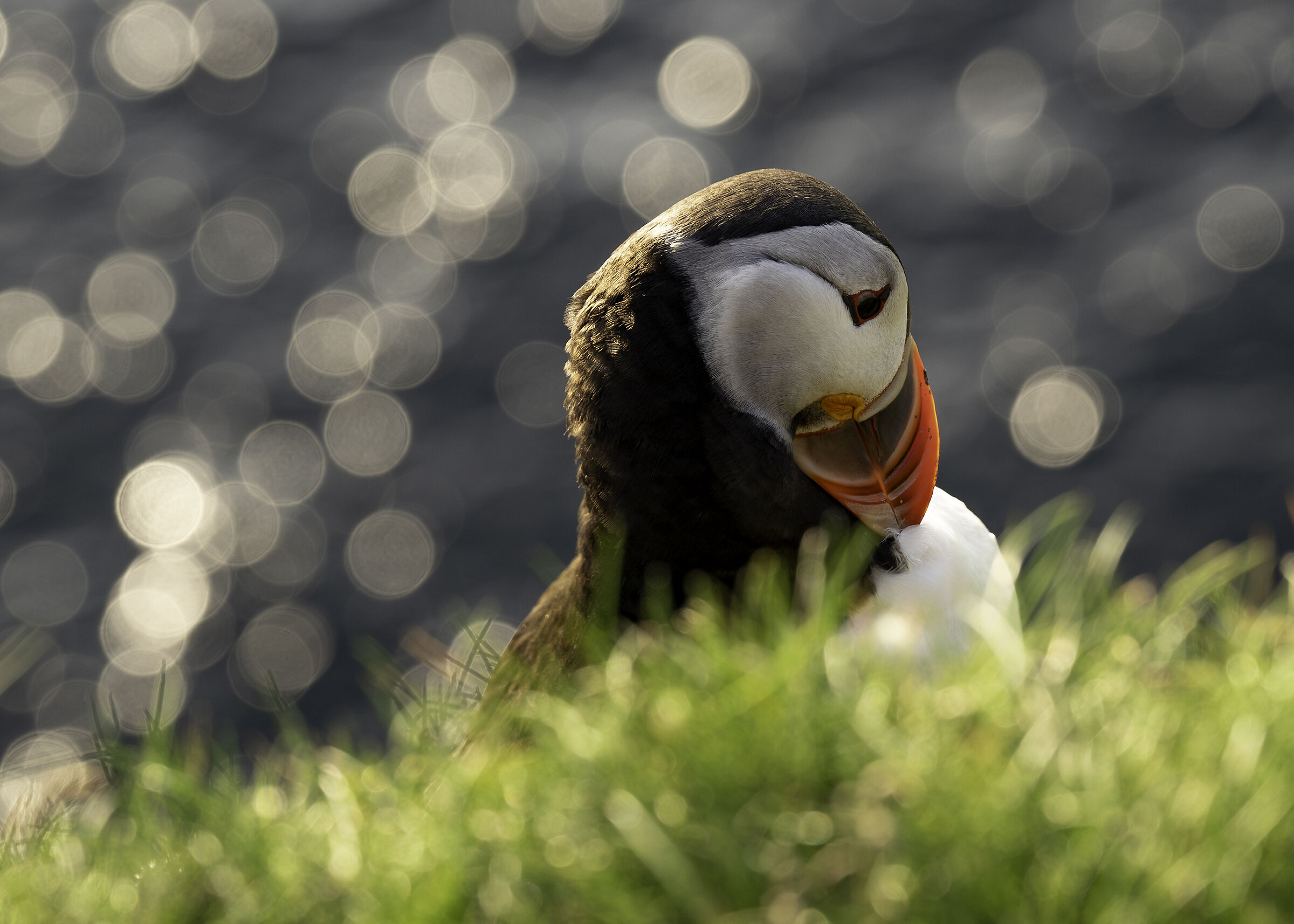 Puffins #5