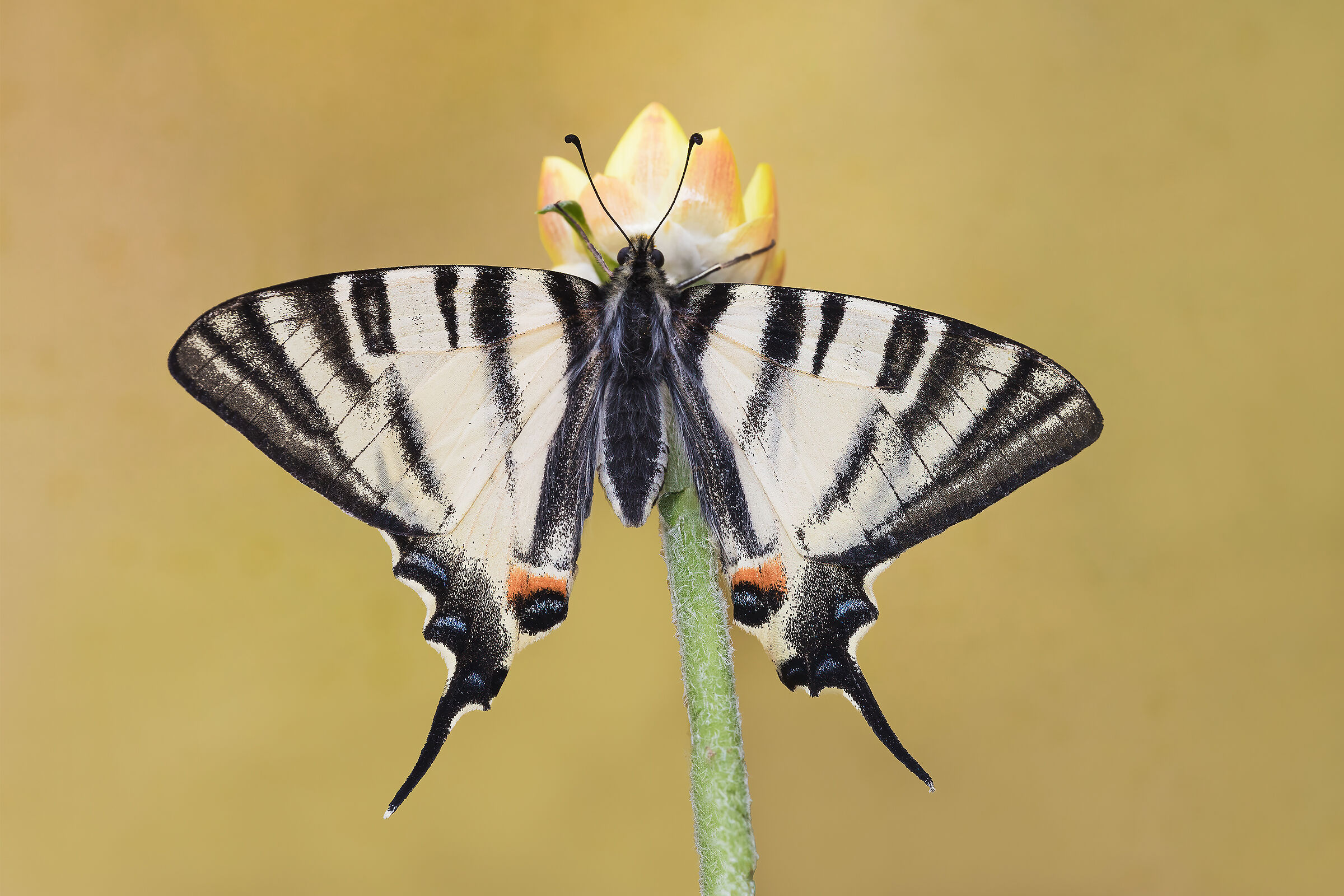 Scarce swallowtail
