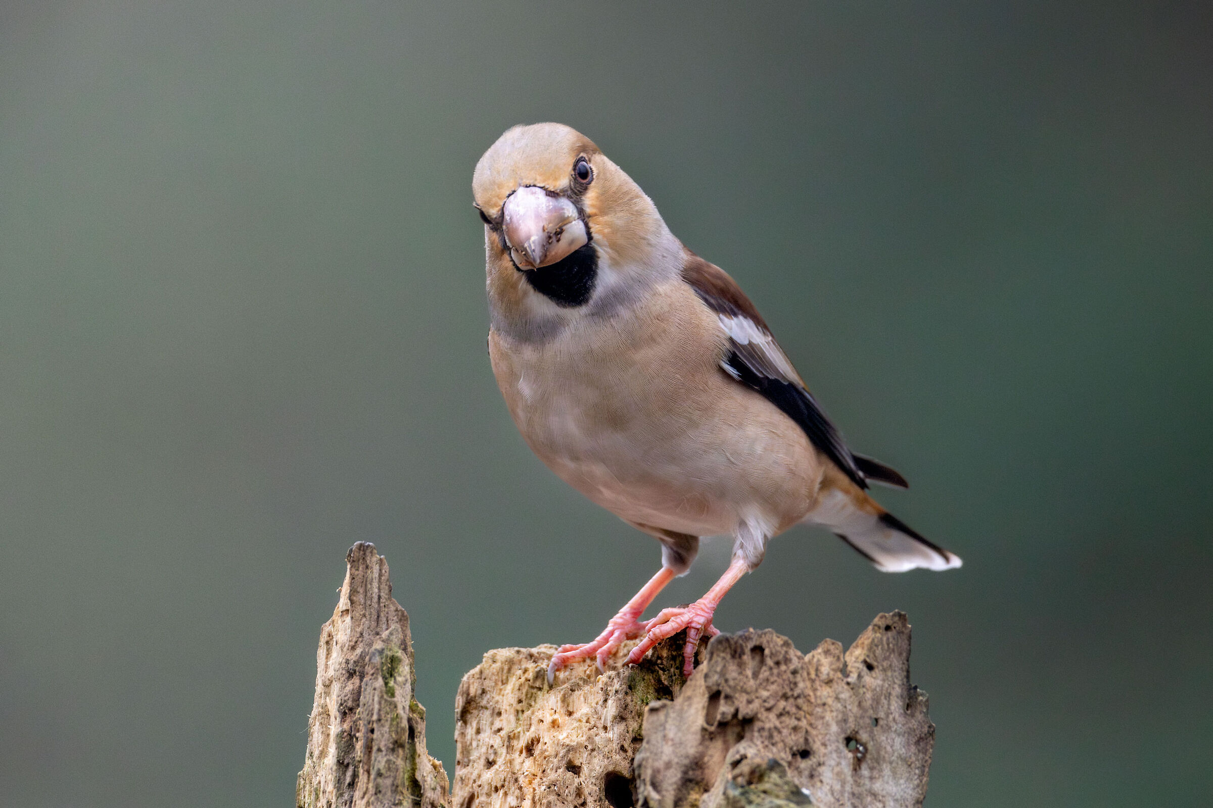 Hawfinch