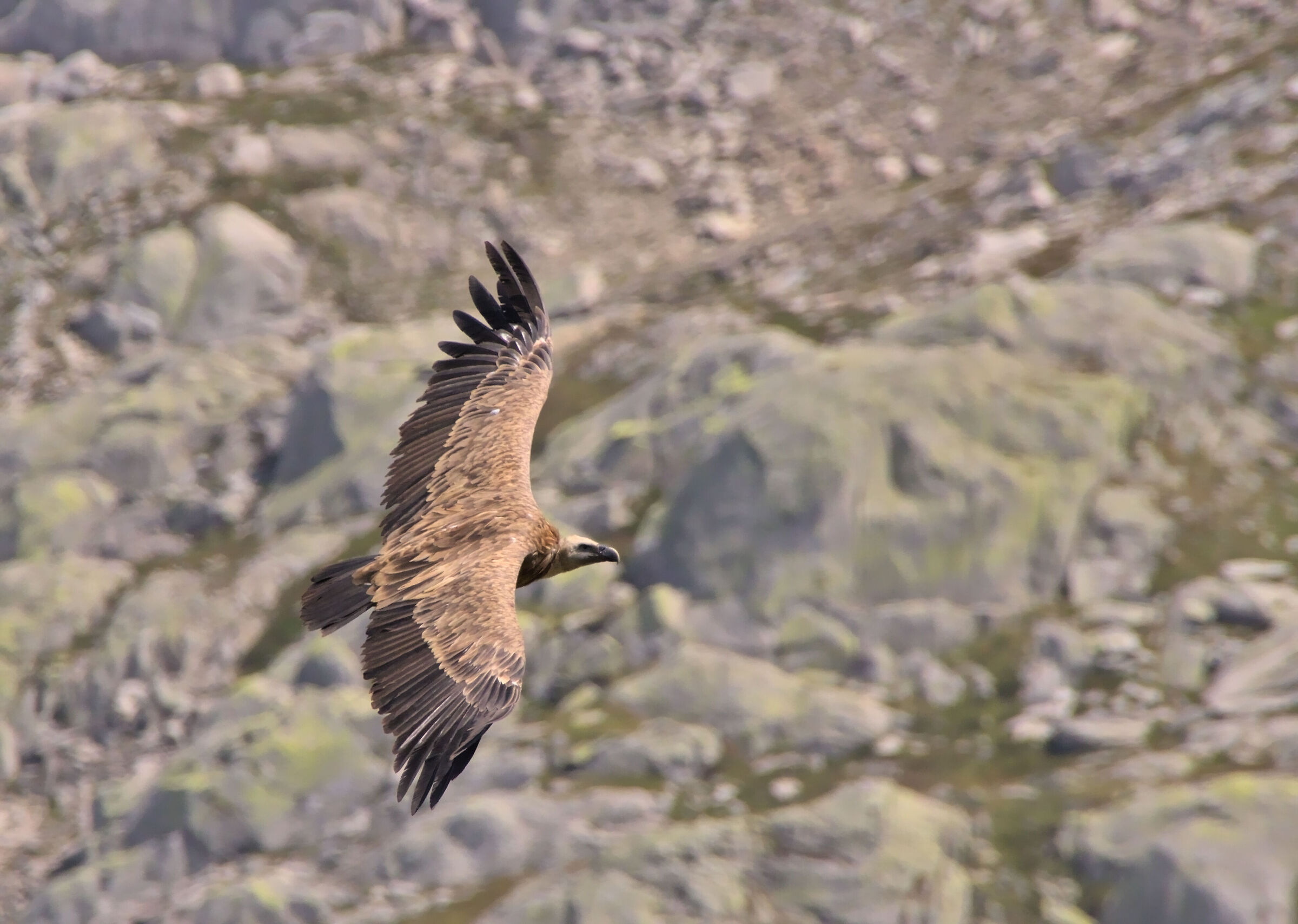 Griffin