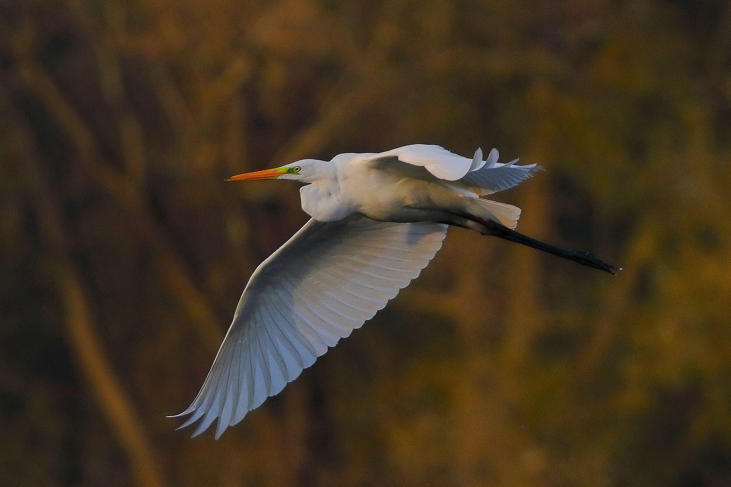 Airone BM 09 novembre 2024 - 0222