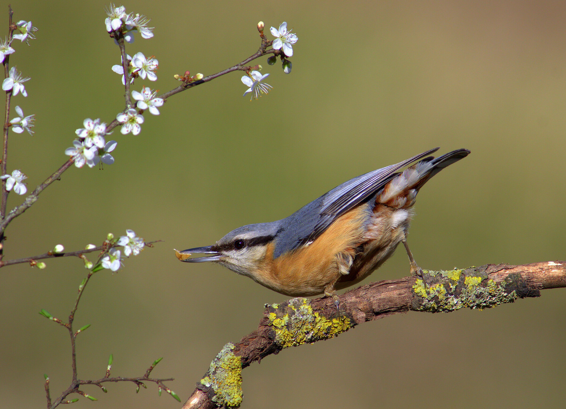 Wood nuthatch