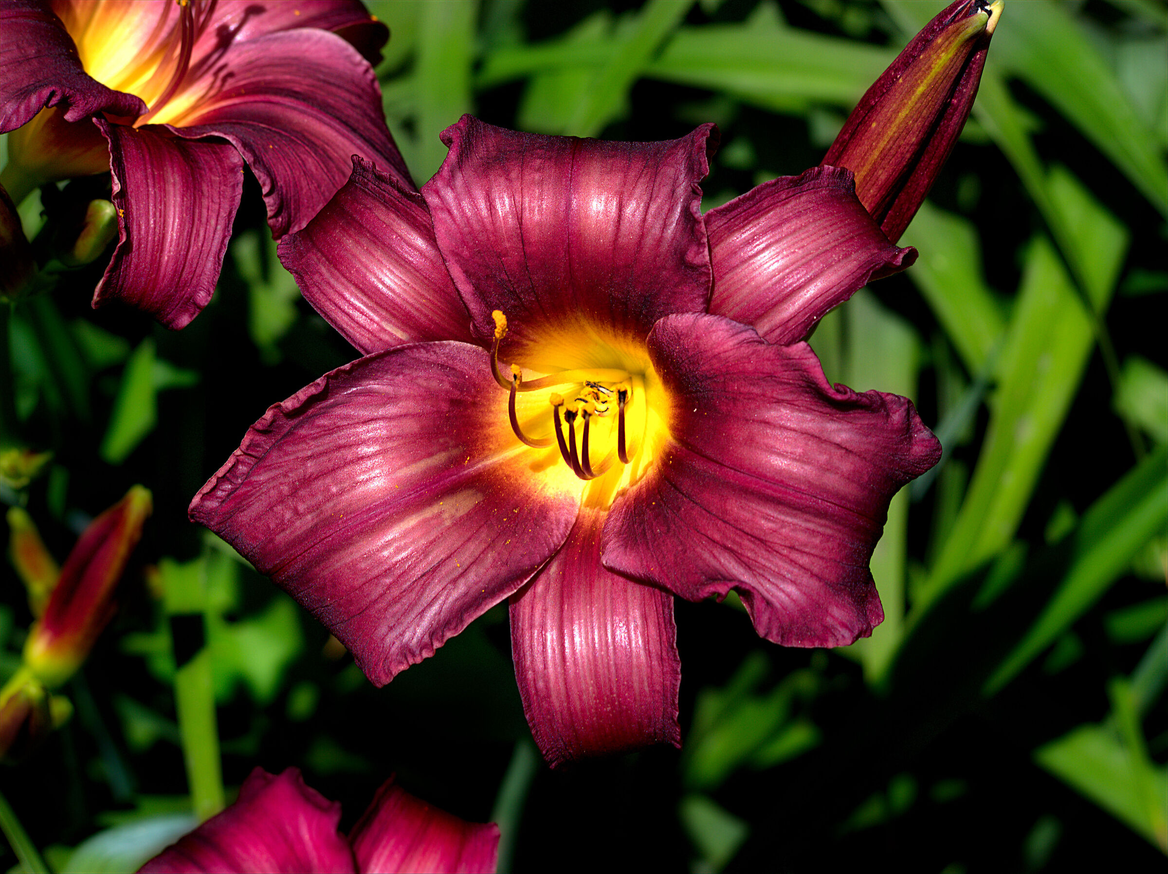 Flowers in the garden Security