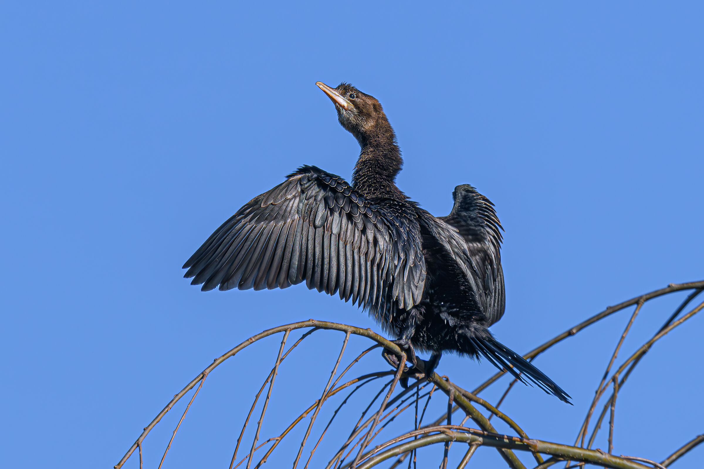 Pygmy Cormorant
