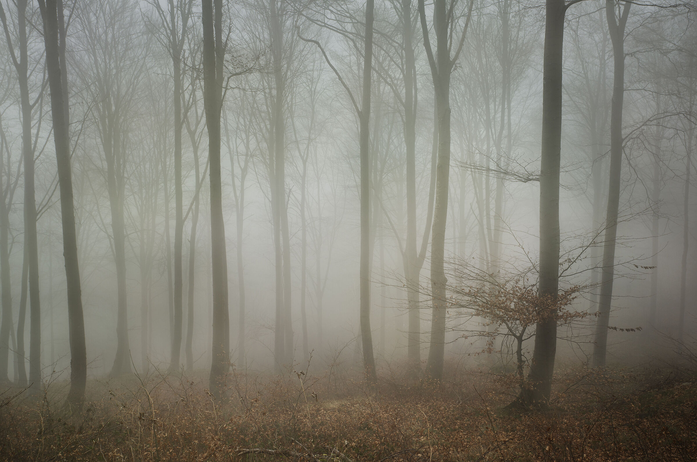 The rest of the forest