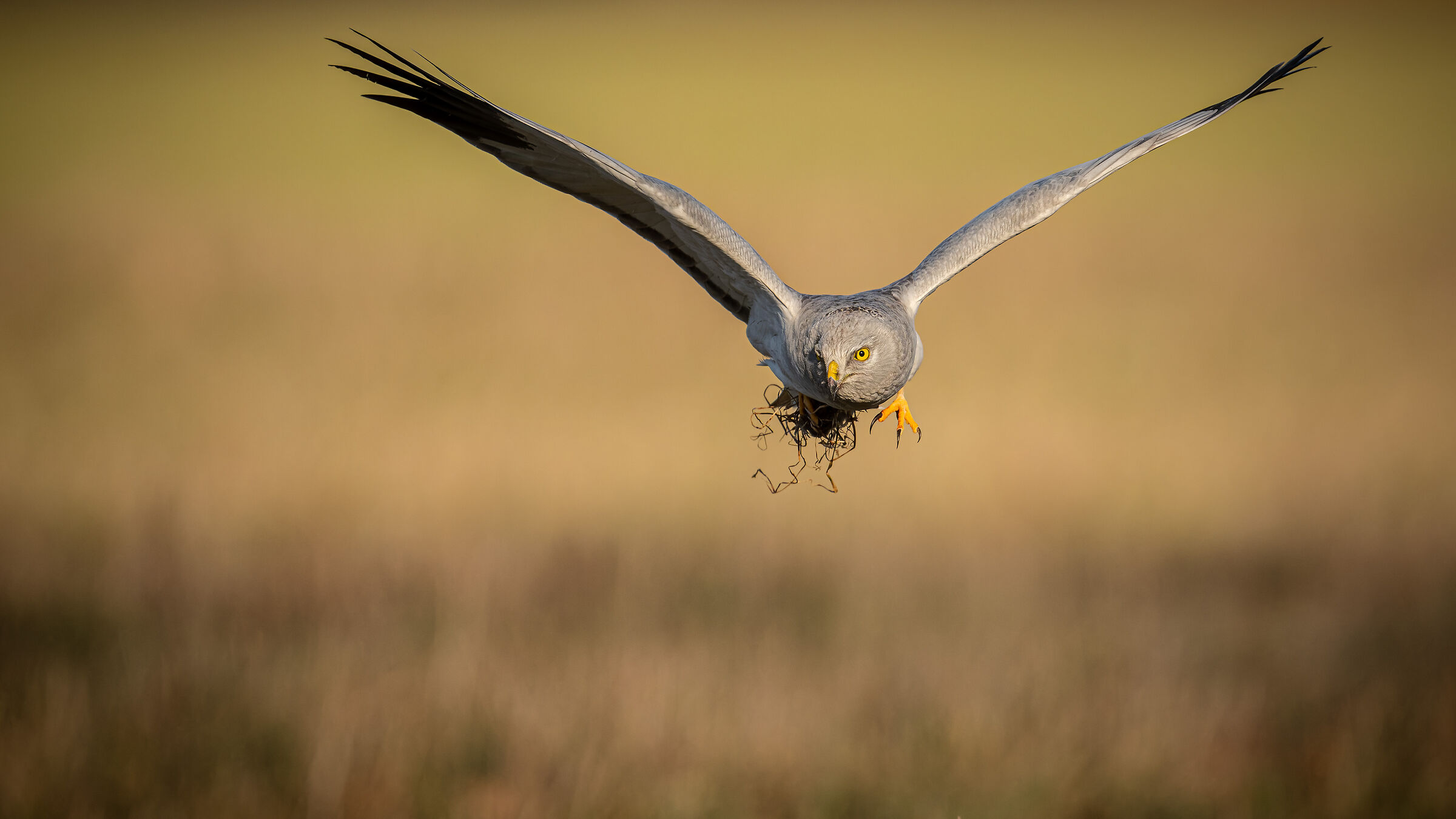 Hen Harrier