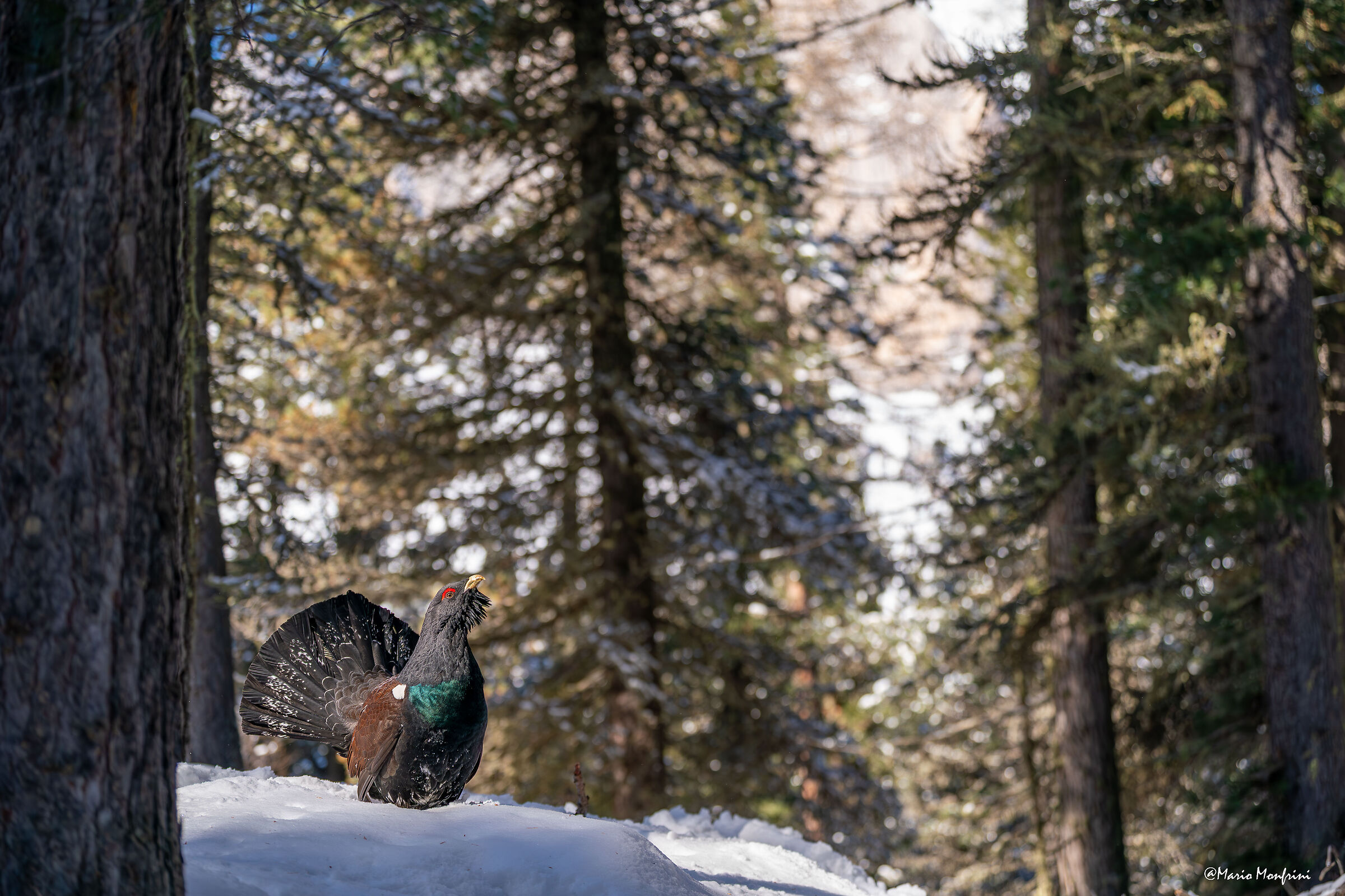 Il guardiano del bosco