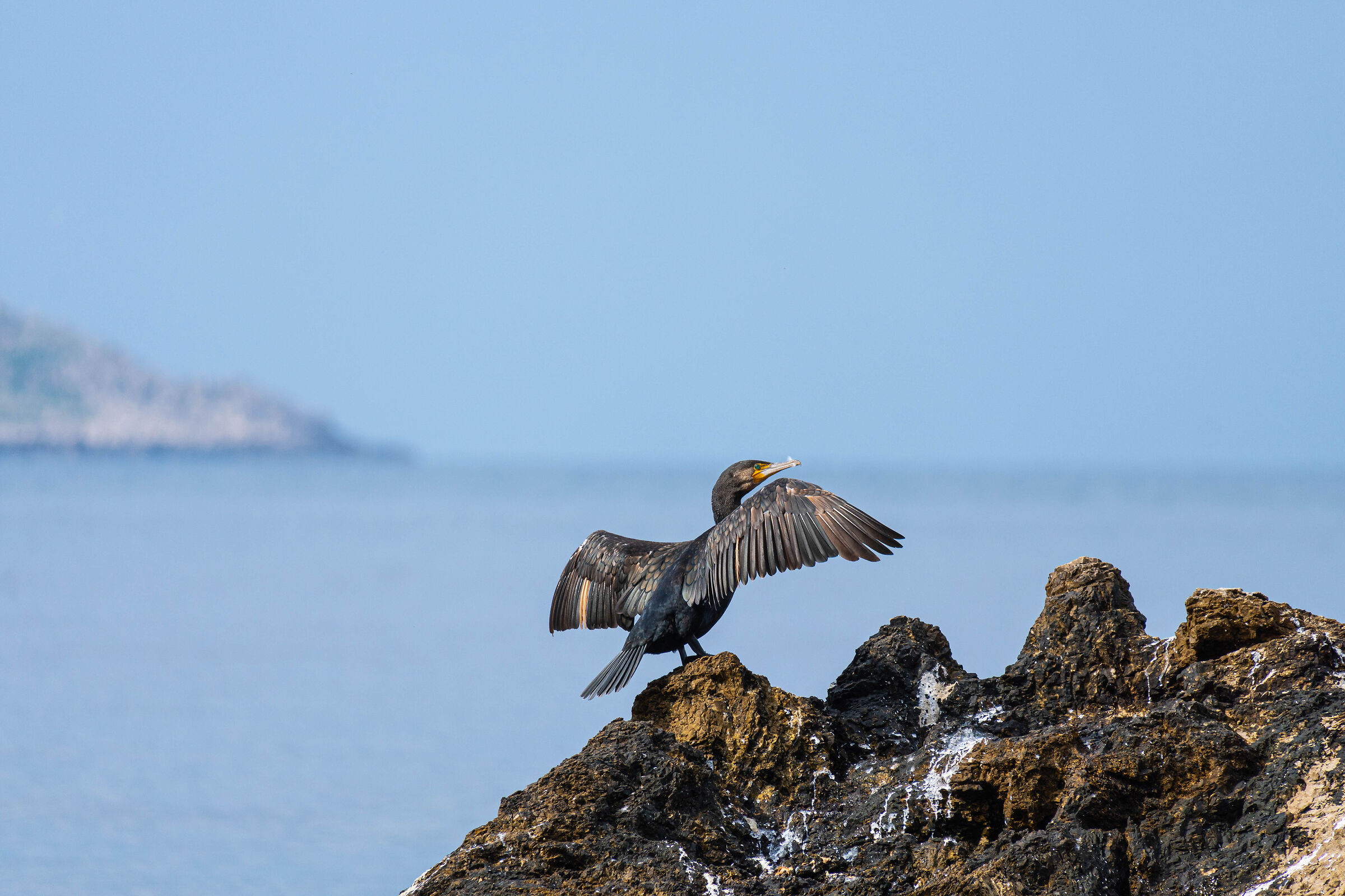 Cormorano