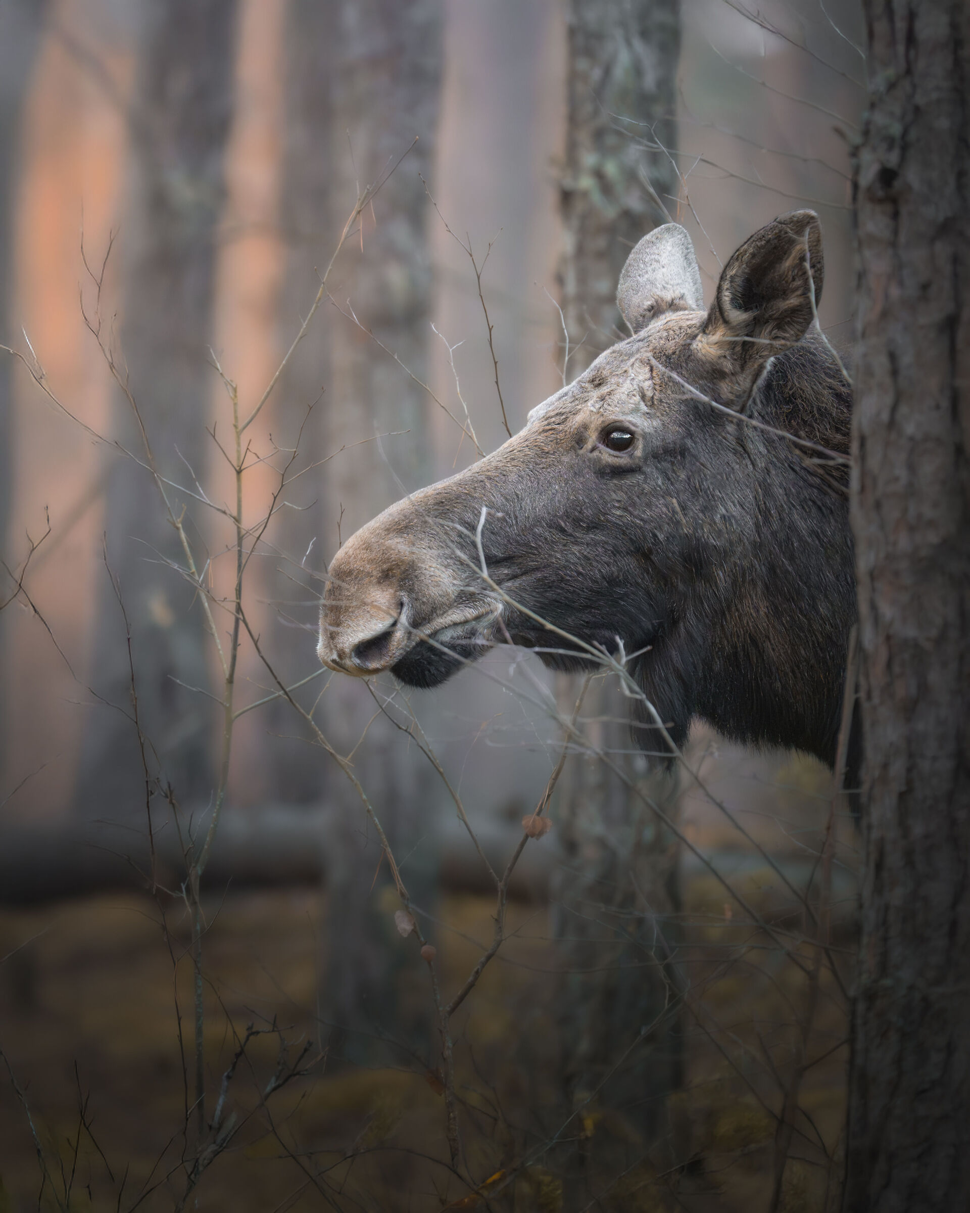 Moose