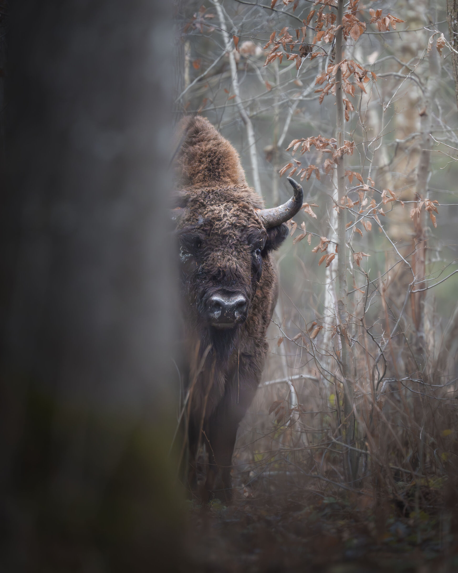 Guardian of the Forest
