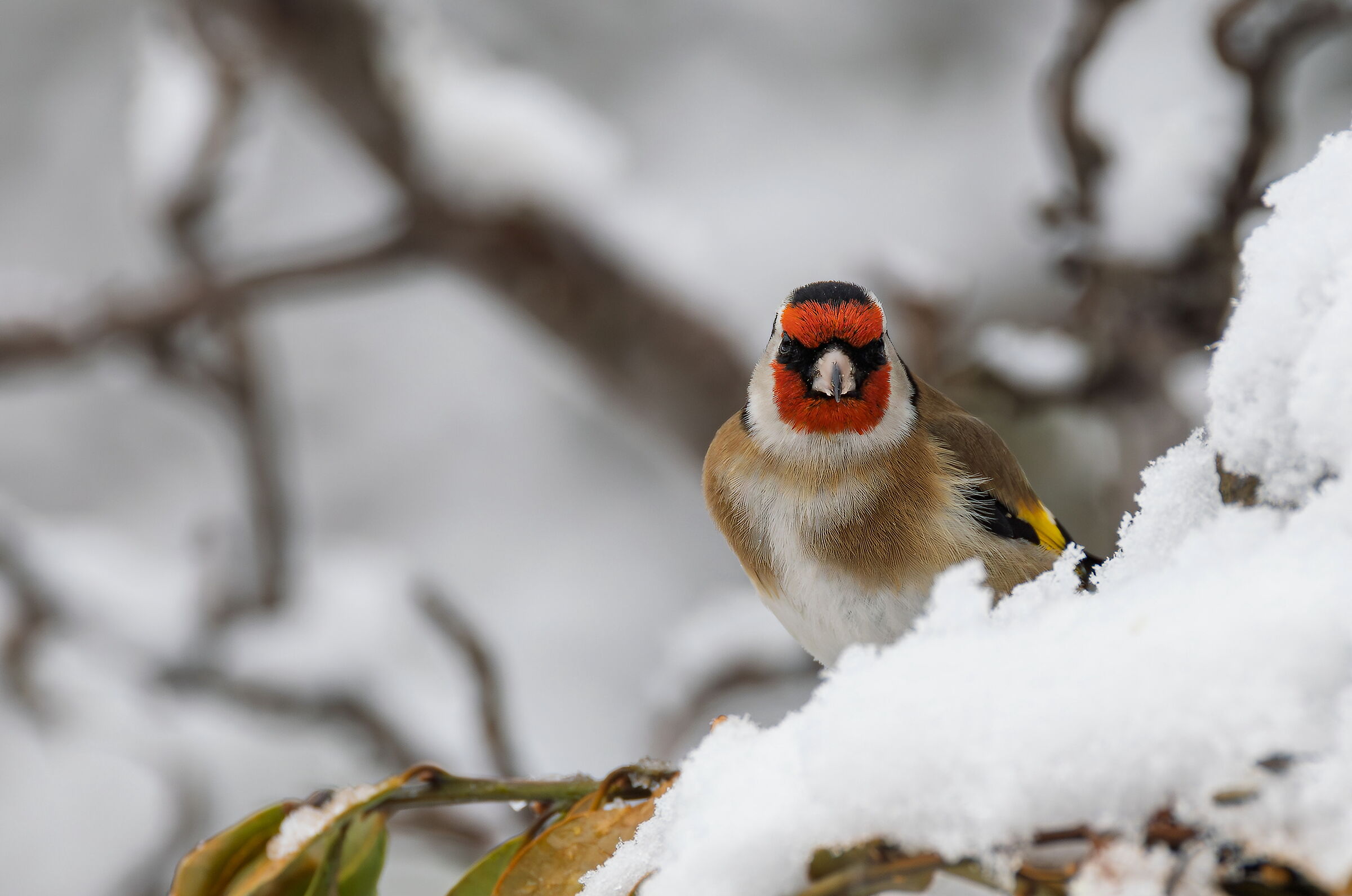 Goldfinch
