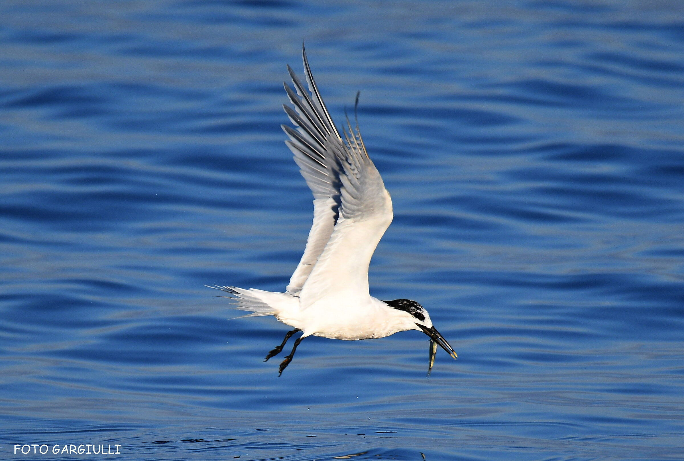 Sandwich tern with prey
