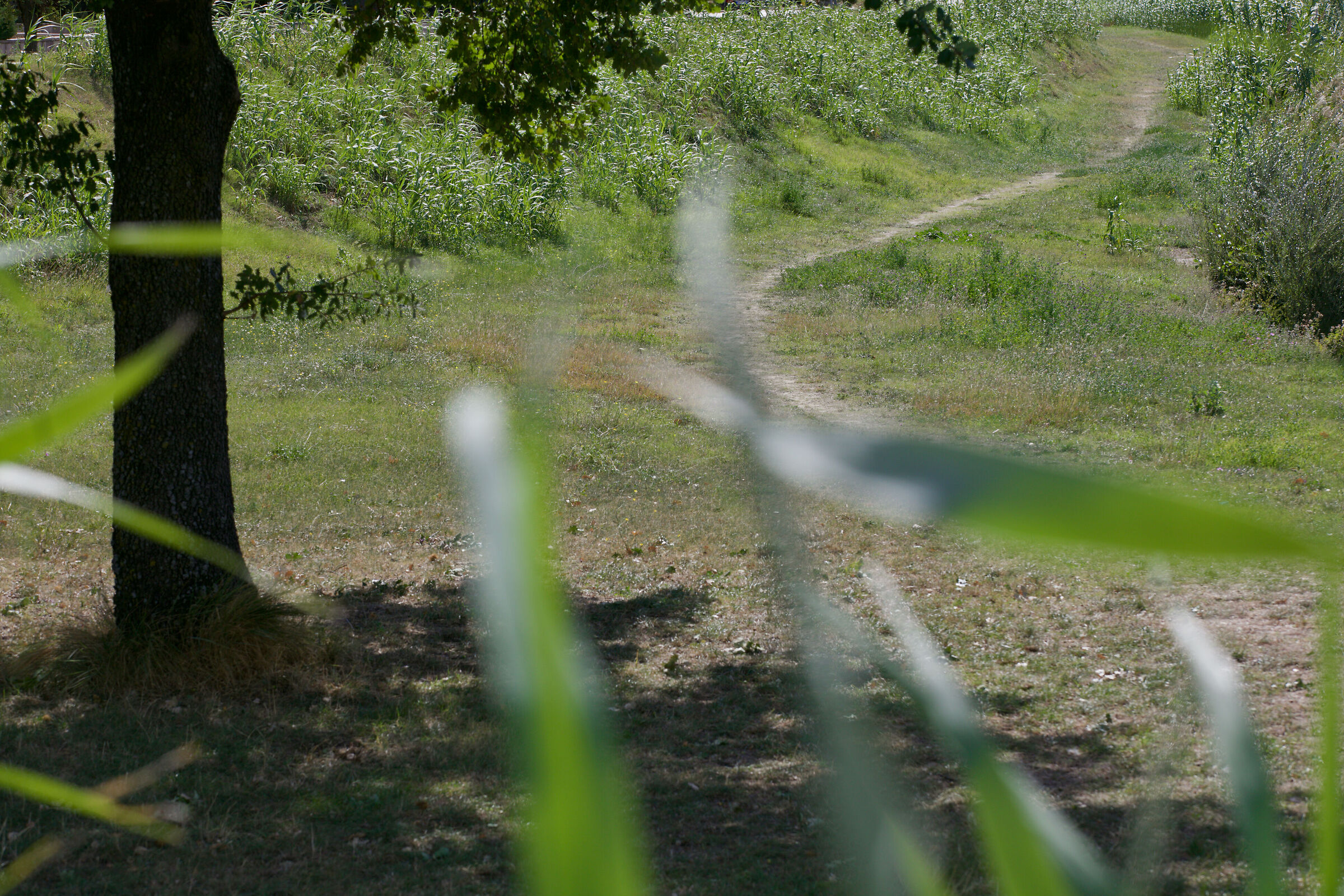 Barefoot in the park (alone)