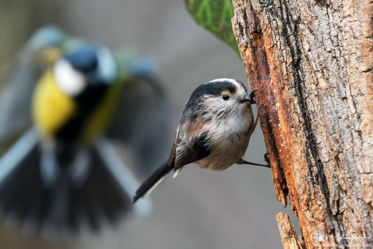 The arrival of the heckler - Long-tailed