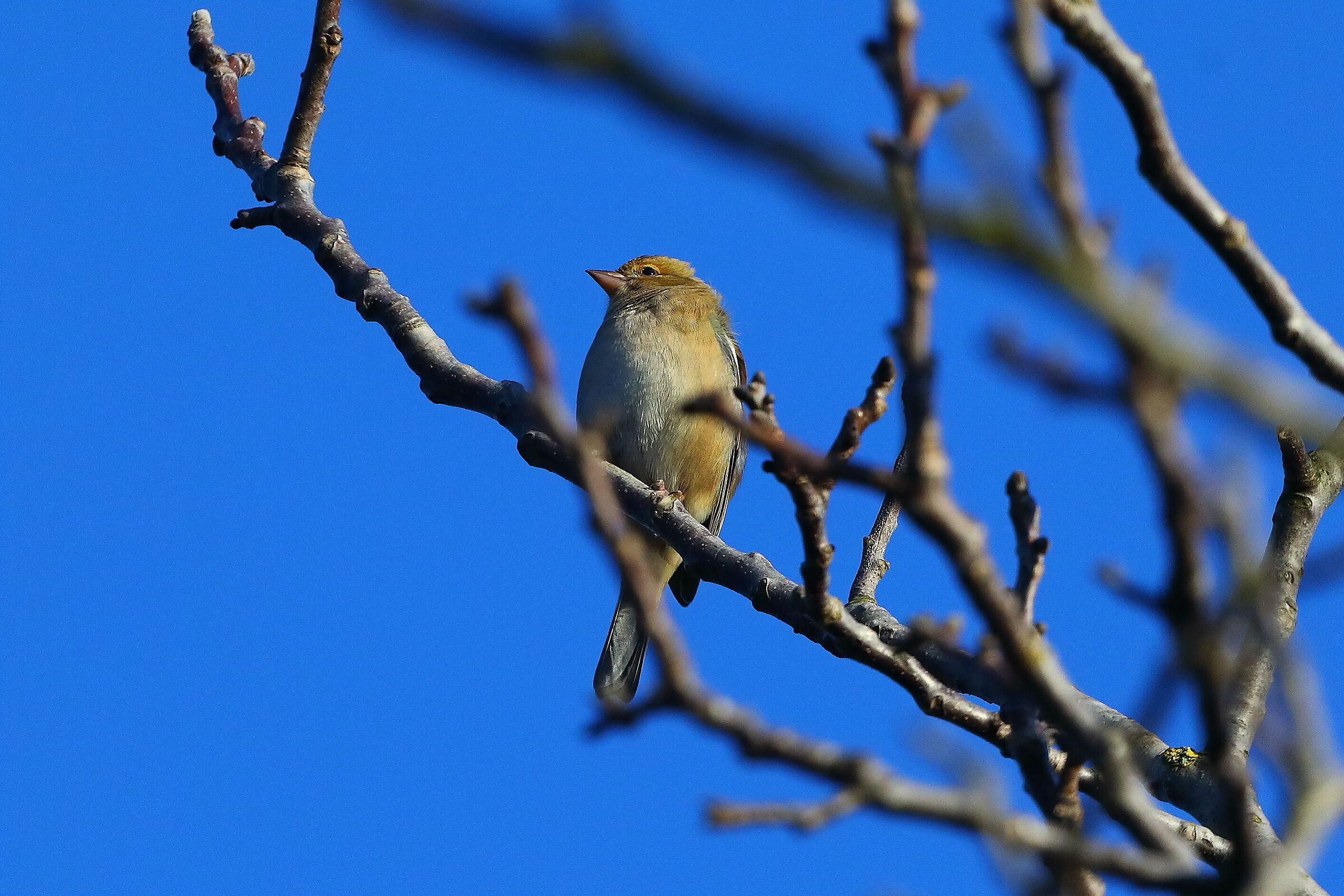 Fringuello 11 novembre 2024 - 0064