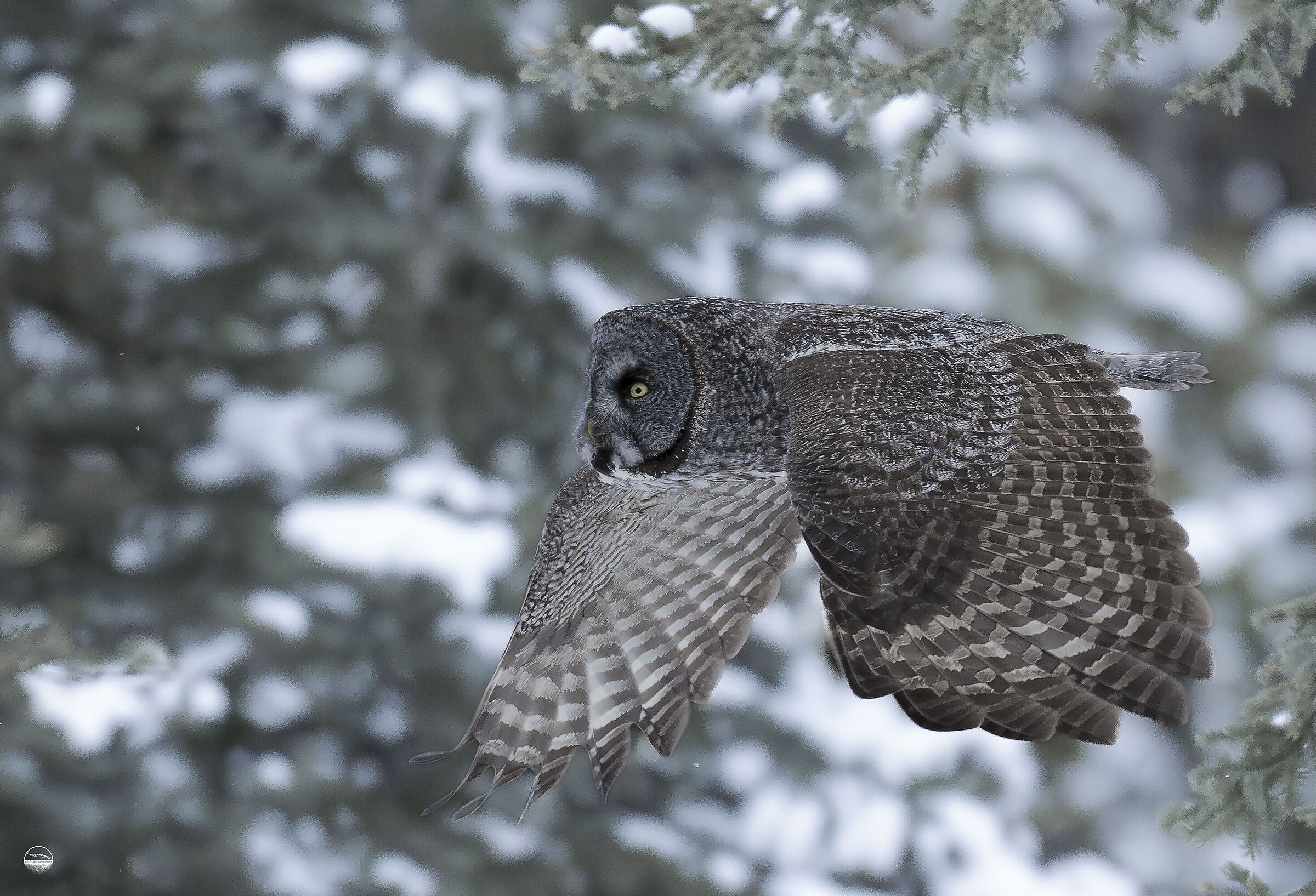 Tawny Owl Lapland